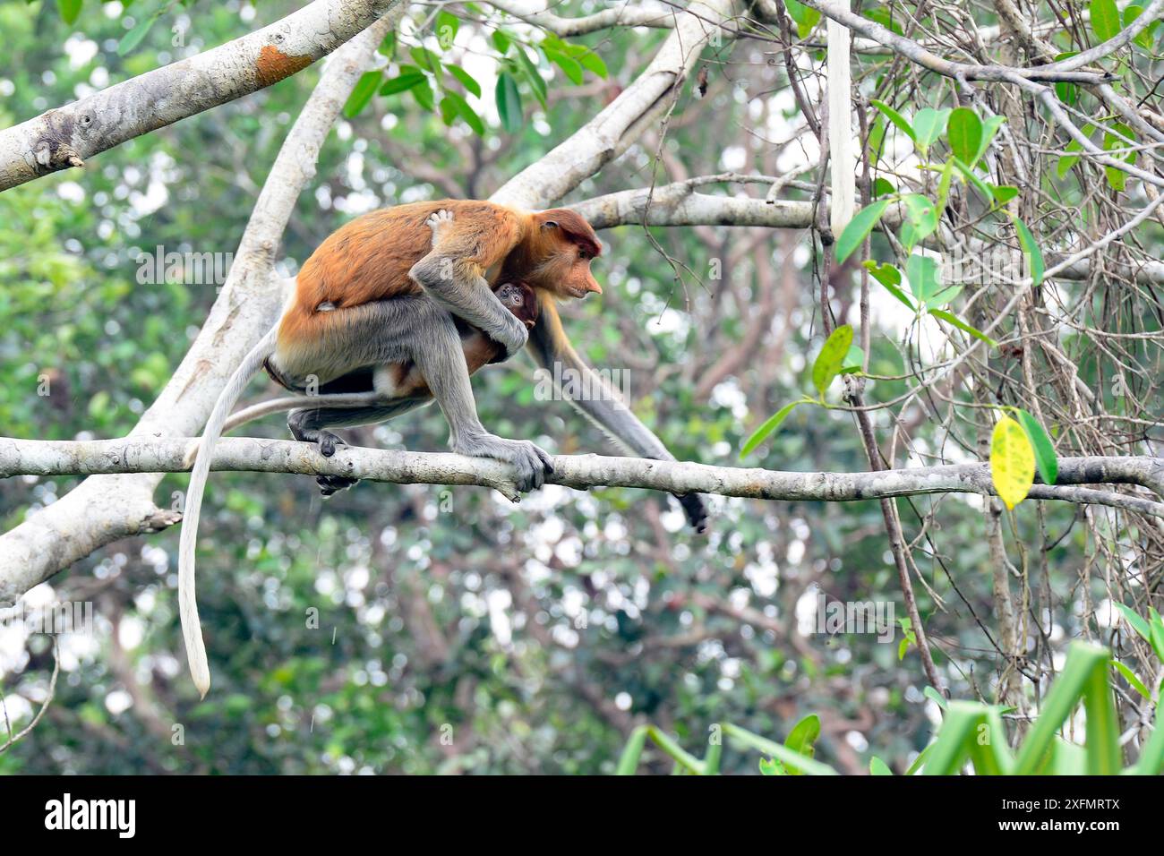 Nasalis larvatus (Nasalis larvatus) Weibchen mit Säugling in der Nähe, Spaziergang entlang der Ast, Tanjung Puting Nationalpark, Borneo-Kalimatan, Indonesien, Oktober. Stockfoto