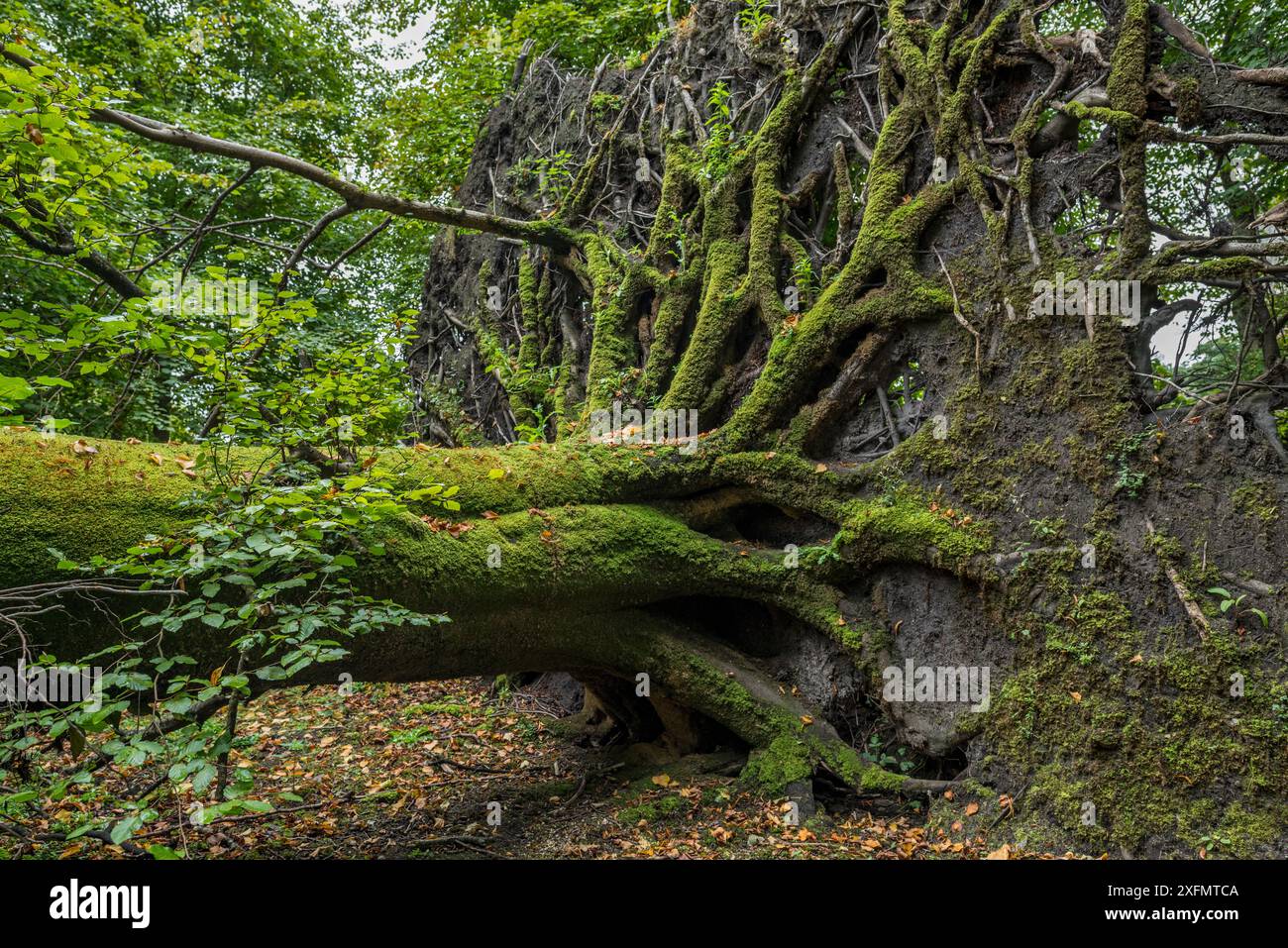 Entwurzelte europäische Buche (Fagus sylvatica) durch Sturmwind, Großbritannien. Stockfoto