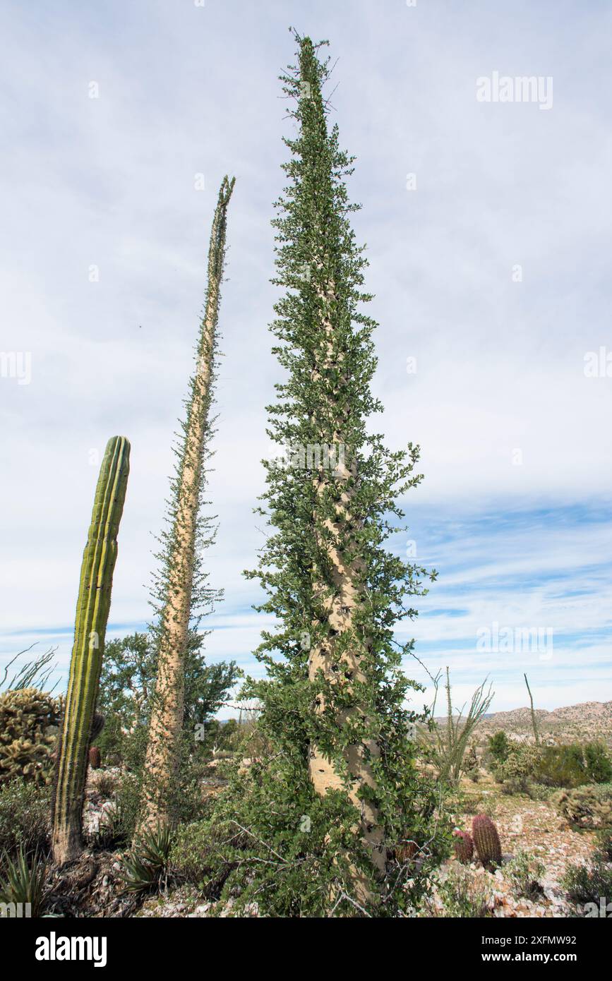 Boojum-Baum (Fouquieria columnaris), einzigartig im Zentrum von Baja California, Mexiko Stockfoto