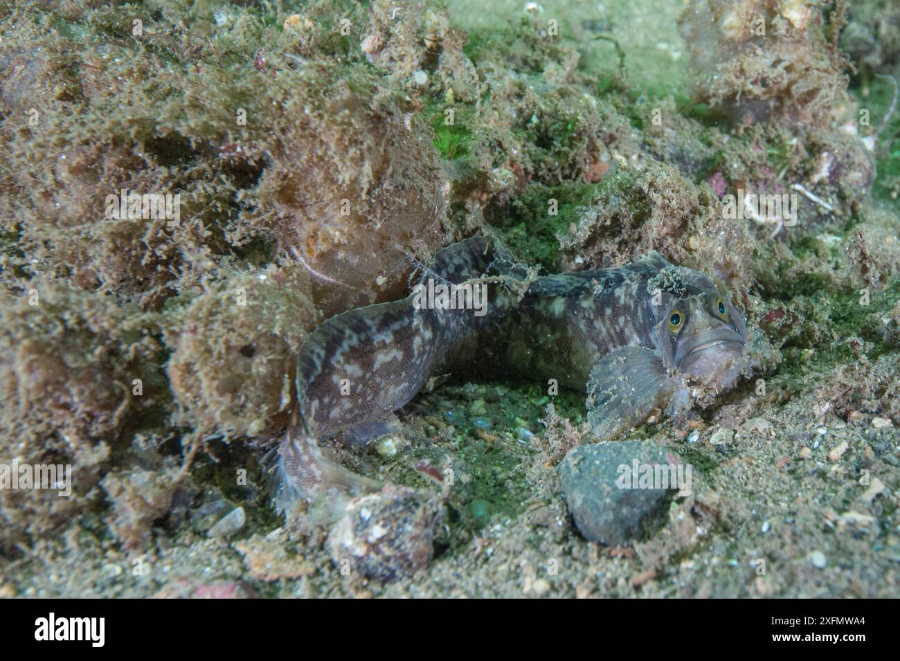 Yarrell's Blenny (Chirolophis ascanii), getarnt vor dem Meeresboden, South Arran Marine Protected Area, Isle of Arran, Schottland, Großbritannien, August. Stockfoto