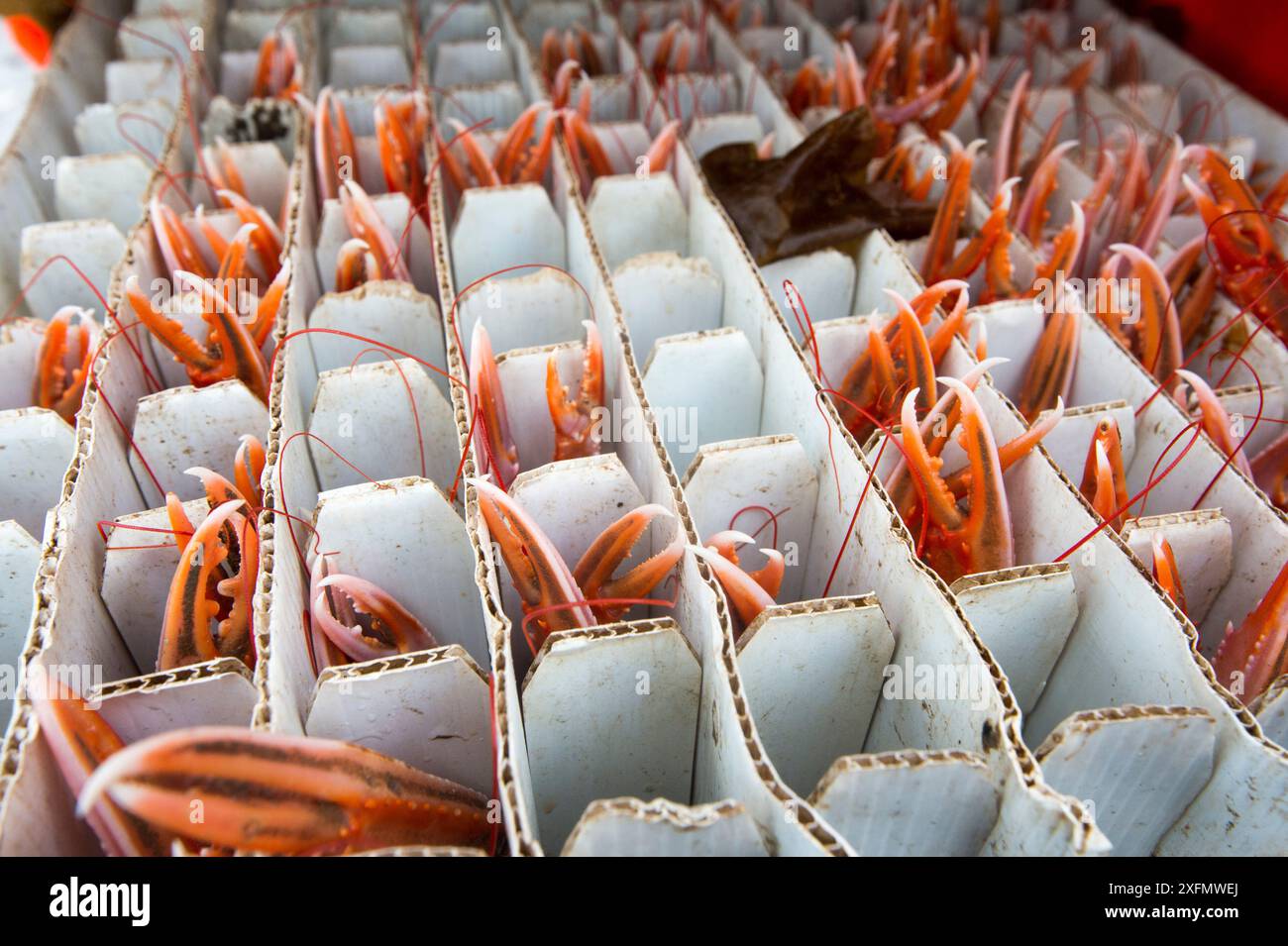 Fänge von Kaisergranat (Nephrops norvegicus), in Röhren getrennt, Lamlash Bay, South Arran Marine Protected Area, Isle of Arran, Schottland, Vereinigtes Königreich, August 2016. Stockfoto