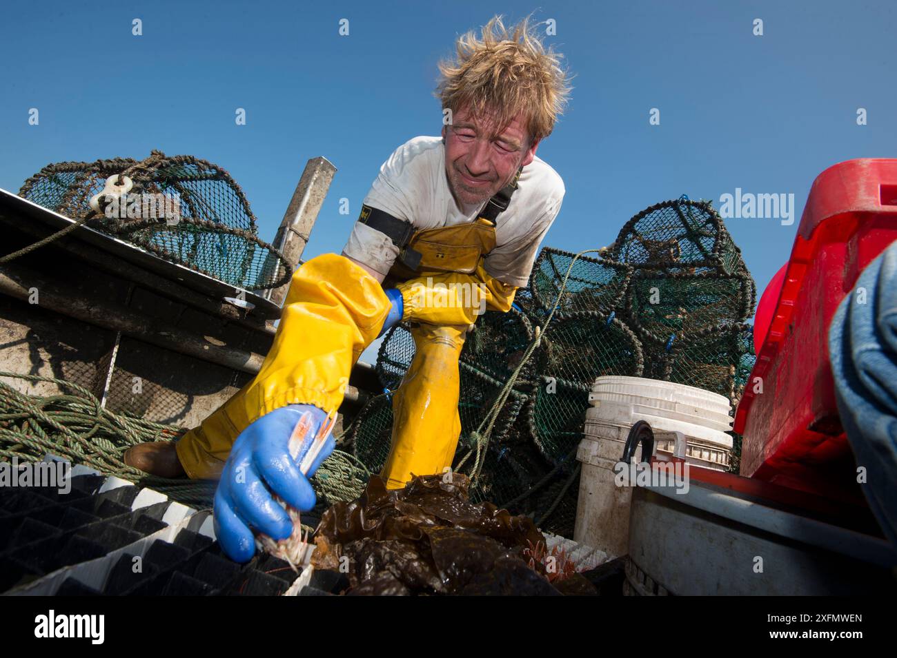 Fischer, umgeben von Hummertöpfen, die Kaisergranaten (Nephrops norvegicus) in Röhren stecken, Lamlash Bay, South Arran Marine Protected Area, Isle of Arran, Schottland, Großbritannien, August 2016. Stockfoto