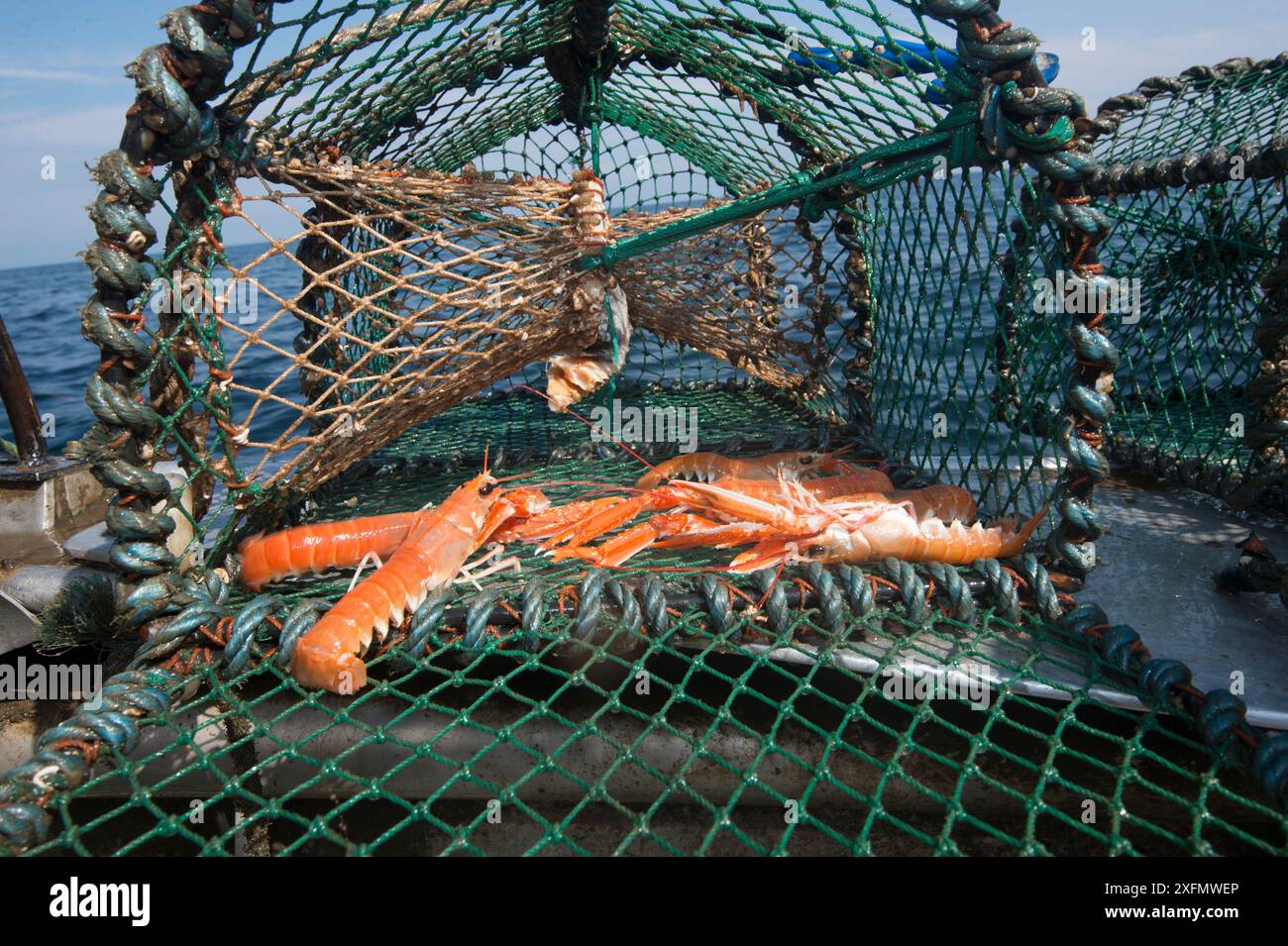 Kaisergranat (Nephrops norvegicus) in einem Creel-/Hummertopf, Lamlash Bay, South Arran Marine Protected Area, Isle of Arran, Schottland, Vereinigtes Königreich, August. Stockfoto