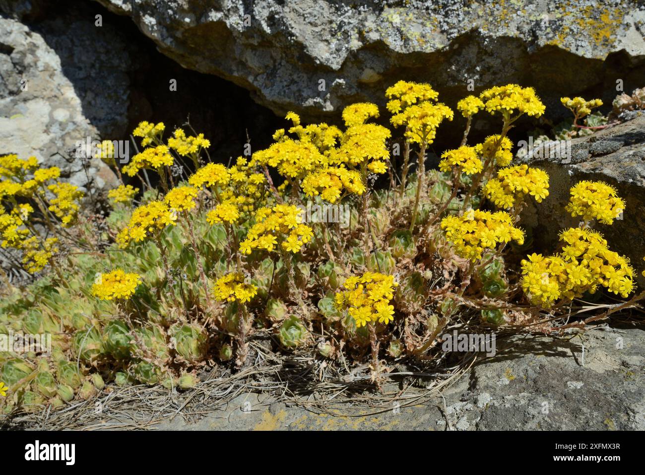 Aeonium (Aeonium simsii) ist eine kleine Spezies, die auf Gran Canaria endemisch ist und zwischen vulkanischen Felsen wächst. Gran Canaria UNESCO Biosphärenreservat, Gran Canaria, Kanarische Inseln. Mai 2016. Stockfoto