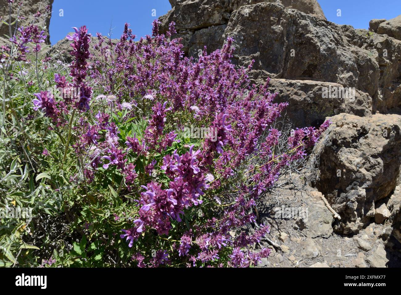 Salbei der Kanarischen Insel (Salvia canariensis) blüht inmitten vulkanischer Felsen, UNESCO-Biosphärenreservat Gran Canaria, Gran Canaria, Kanarische Inseln. Mai. Stockfoto