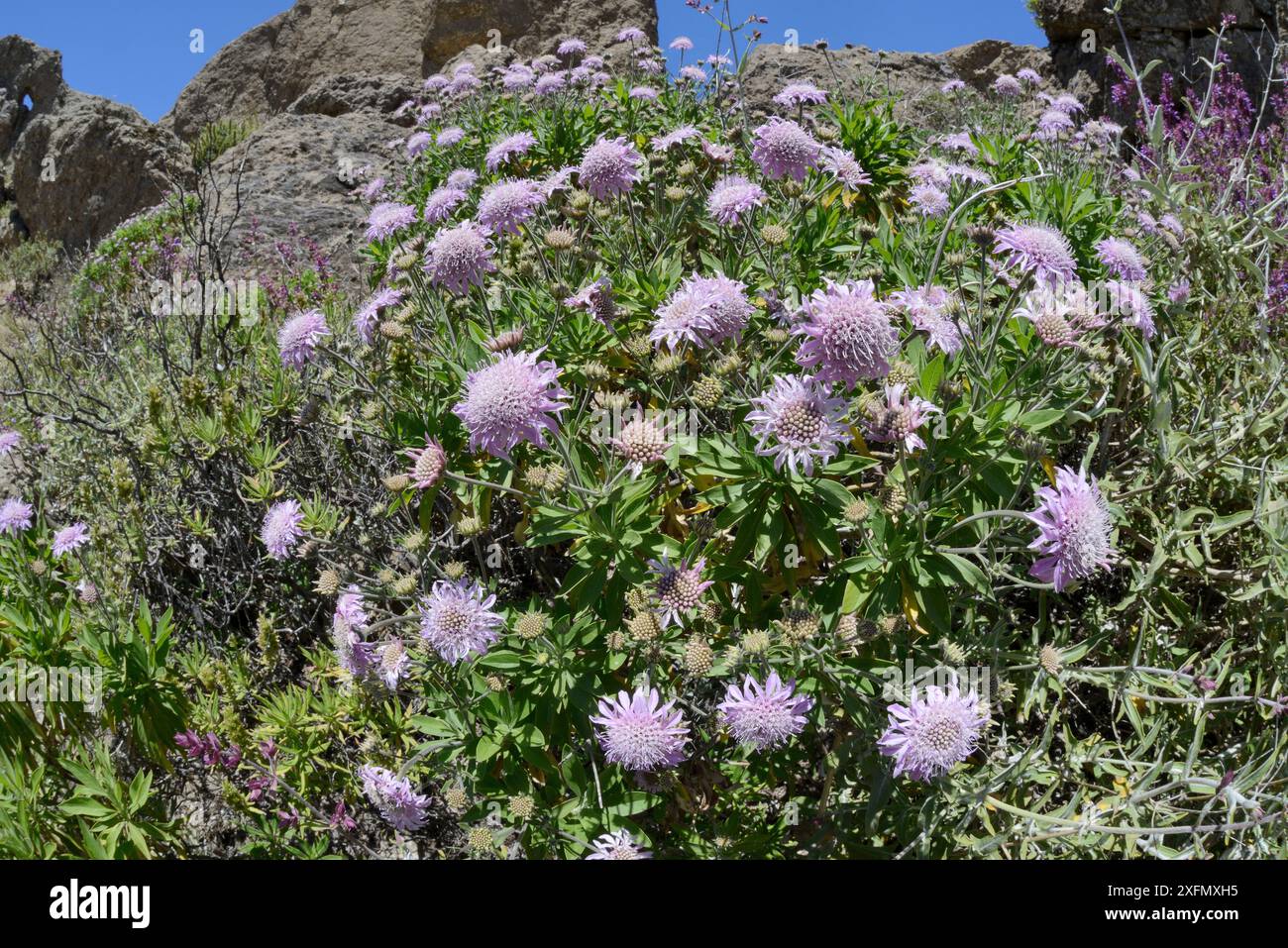 Bergskabius (Pterocephalus dumetorum) ein endemisches Kanariengebiet, das zwischen vulkanischen Felsen blüht, Gran Canaria, Mai. Stockfoto