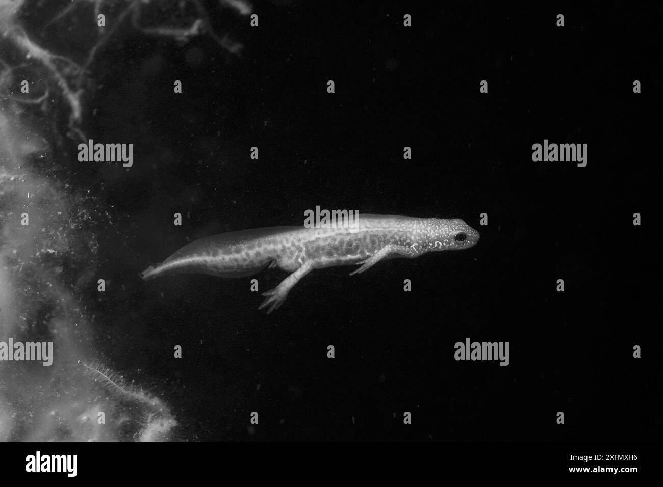 PALMATE Molch (Lissotriton helveticus), männlich, der in einem Teich schwimmt, der für Molche und andere Teiche gepflegt wird, nachts unter Infrarotlicht fotografiert, Mendip Hills, nahe Wells, Somerset, Vereinigtes Königreich, April. Stockfoto