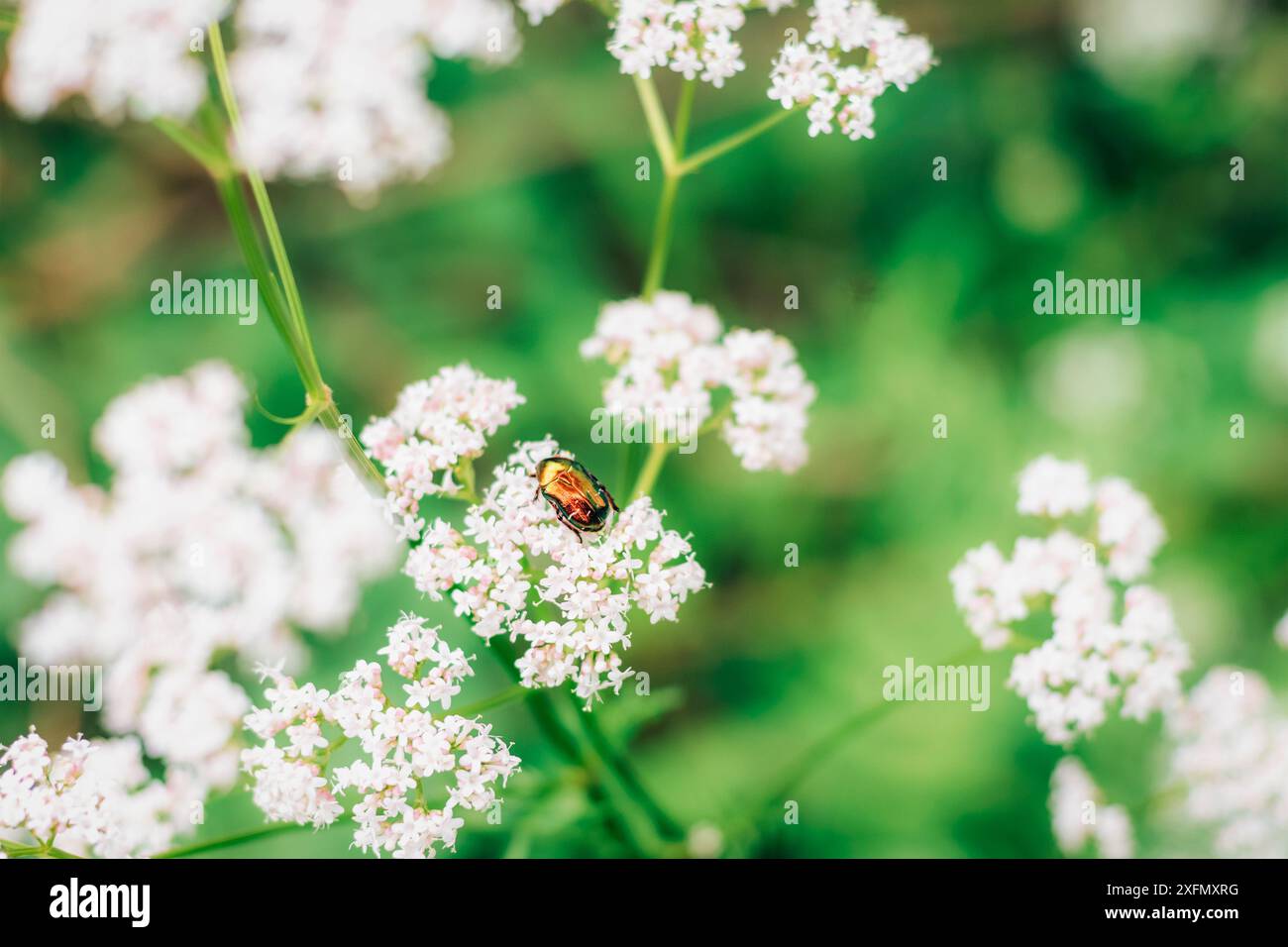 Cetonia aurata goldener Käfer auf weißer Blume auf dem Hintergrund von grünem Gras. Stockfoto