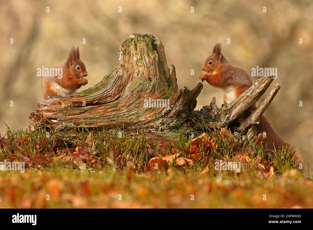 Rote Eichhörnchen (Sciurus vulgaris), die nebeneinander an alten Baumstümpfen fressen, Cairngorms National Park, Highlands, Schottland, Großbritannien, Februar. Stockfoto