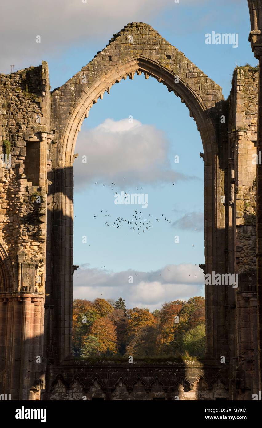 Bogengang in Fountains Abbey, der eine Vogelschar umrahmt, die von einem Wanderfalken gestört wurde, Ripon, Yorkshire, England, Großbritannien, November 2016. Stockfoto