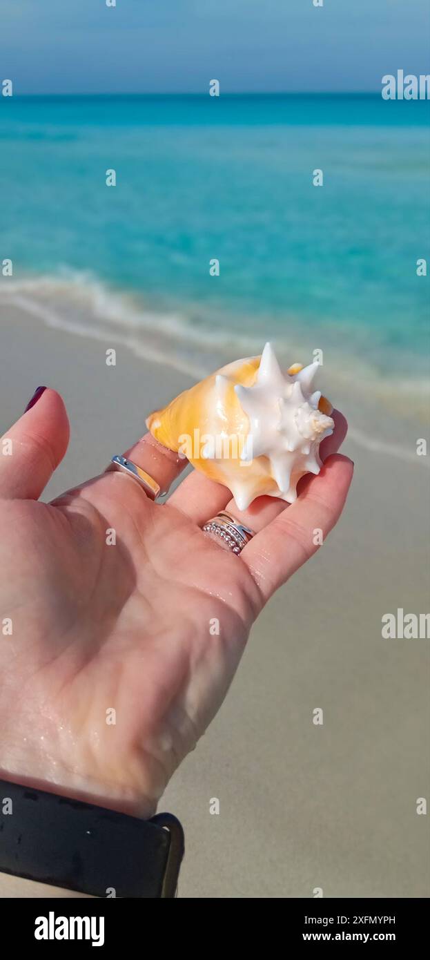 Die Muschel liegt auf der Hand einer Frau vor dem Hintergrund des Ozeans und des blauen Himmels. Vertikale Ausrichtung. Stockfoto