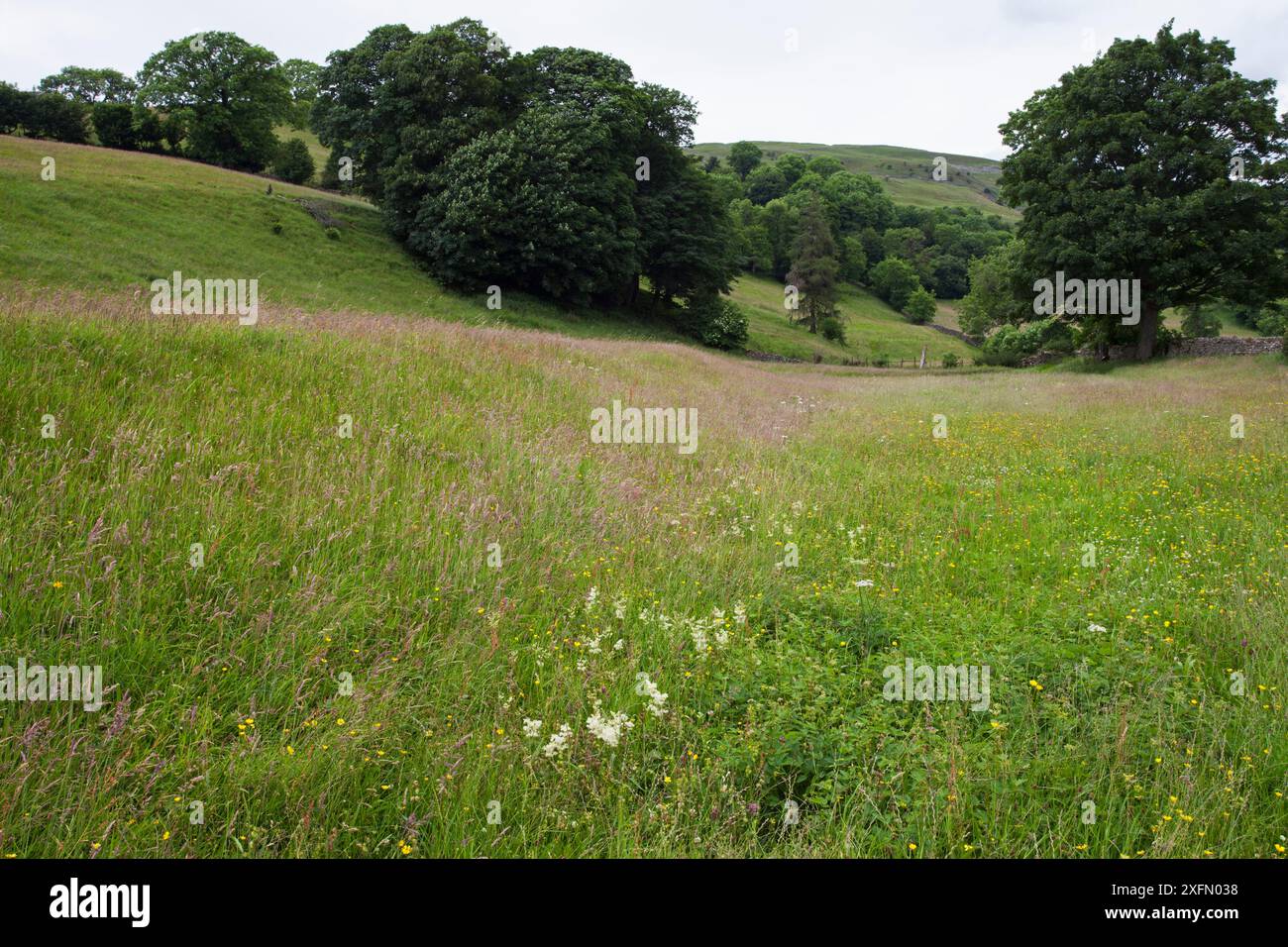 Krönungswiese mit Flaggenpfaden, Muker Swaledale, Yokshire Dales National Park, Yorkshire, England, Großbritannien, Juli 2016. Stockfoto