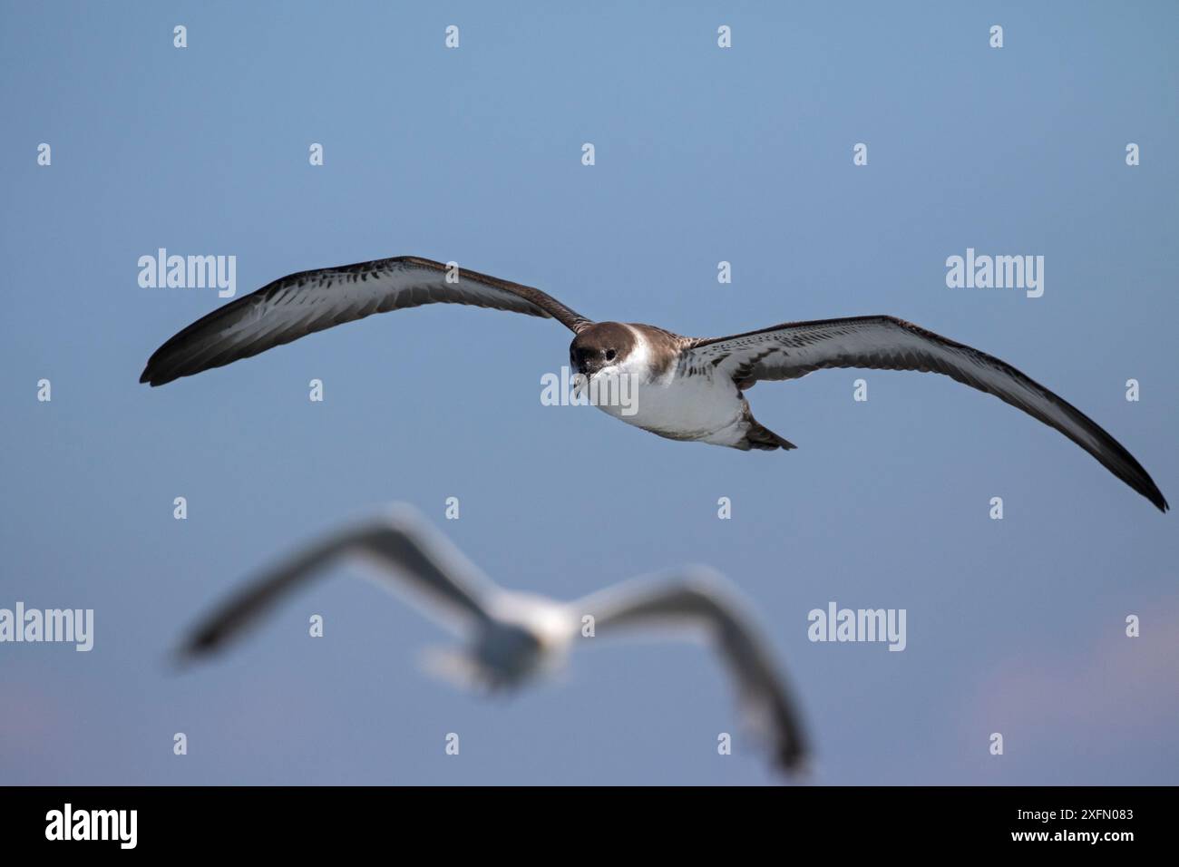 Großer Sturmtaucher (Puffinus gravis) im Flug über das Meer nahe Grand Manan Island, Bay of Fundy, Kanada, August. Stockfoto