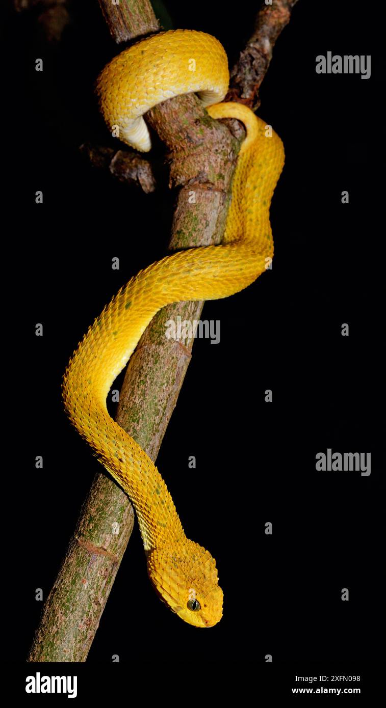 Mayombe Bush-Viper (Atheris anisolepis) Captive kommt in Zentralafrika vor Stockfoto