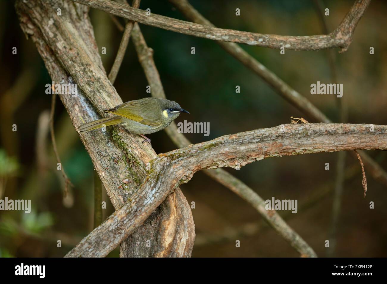 Lewin's Honeyeater (Meliphaga lewinii) thront, Regenwald der Green Mountains, Lamington National Park, Regenwälder Australiens UNESCO-Weltkulturerbe, Queensland, Australien Stockfoto