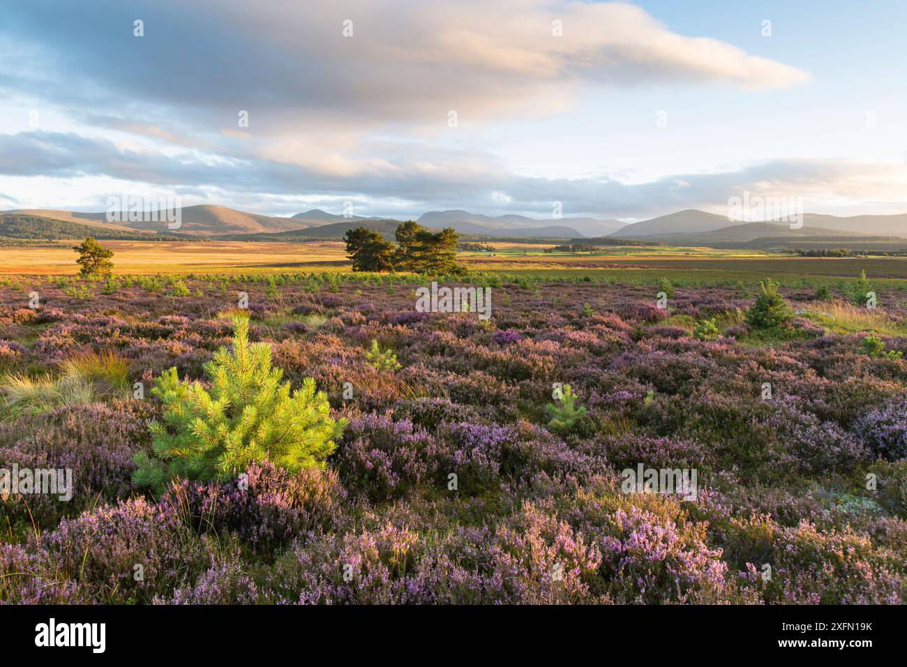 Schottenkiefer (Pinus sylvestris) Setzlinge im Heidekraut-Moor mit blühender Ling/gemeiner Heidekraut (Calluna vulgaris), im Abendlicht, Cairngorms National Park, Schottland, Vereinigtes Königreich, September 2016. Stockfoto