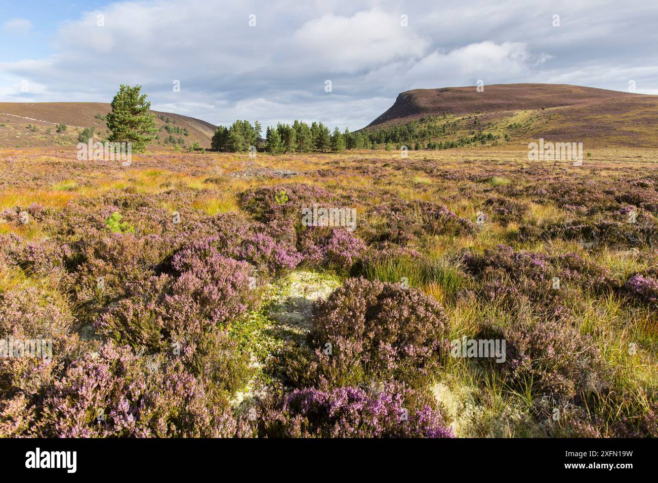 Heidekraut Moorland mit blühender Ling / Common Heather (Calluna vulgaris), Cairngorms National Park, Schottland, Großbritannien, September 2016. Stockfoto