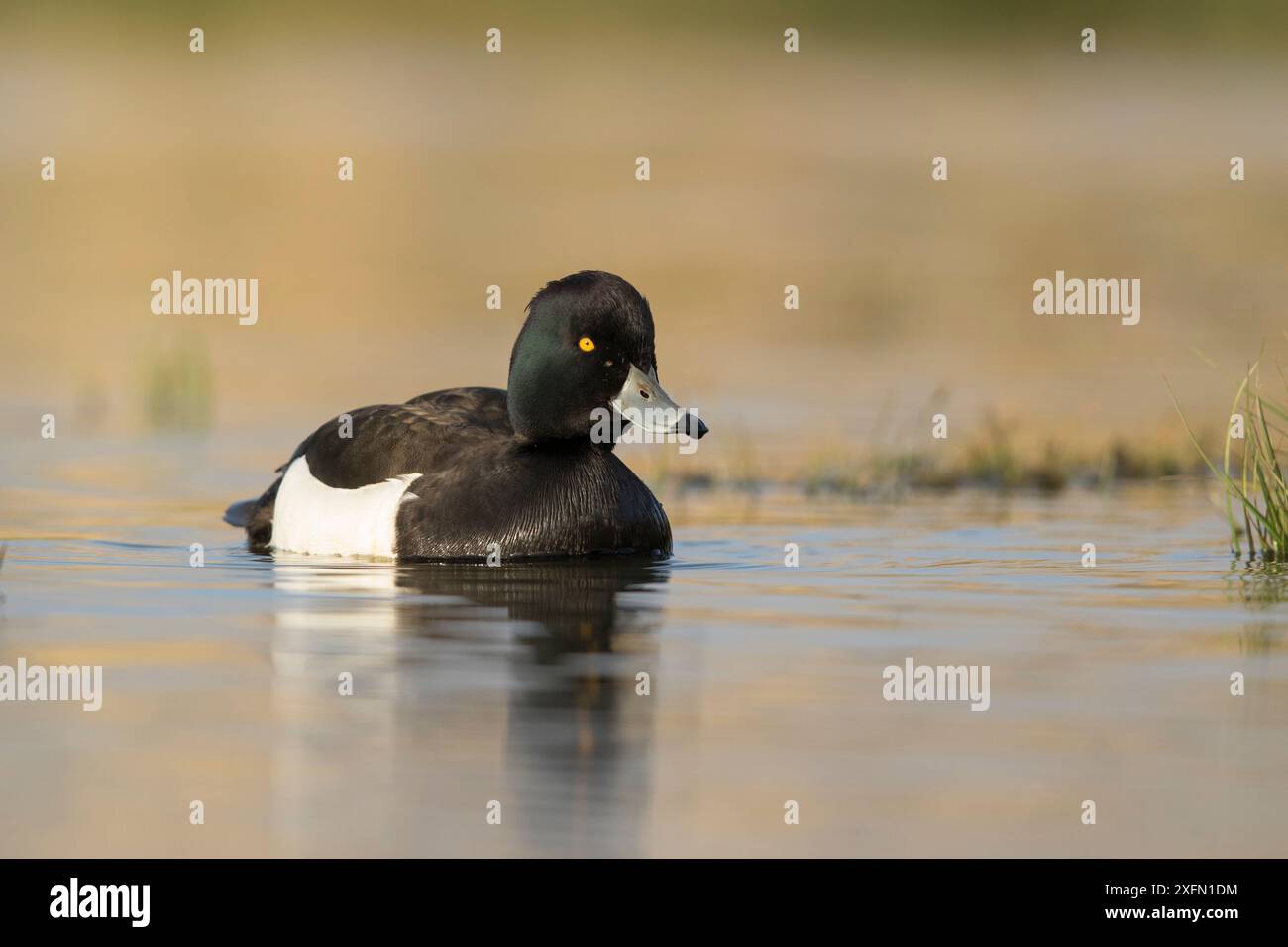 Tufted Ente (Aythya fuligula) drake on Breeding Pool, St John's Pool Bird Reserve, Thurso, Caithness, Schottland, Vereinigtes Königreich, Mai. Stockfoto