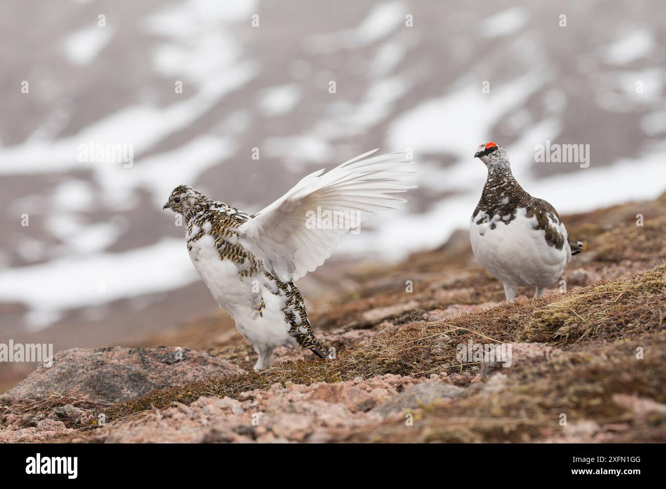 Ptarmigan-Paar (Lagopus mutus), weibliche flatternde Flügel mit männlichen, neben ihr stehenden Männchen, Cairngorms National Park, Schottland, Großbritannien, April. Stockfoto