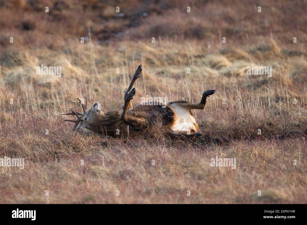 Rothirsch (Cervus elaphus), rollt in Schlammwalze, Schottland, Vereinigtes Königreich, Februar. Sequenz 3 von 4. Stockfoto