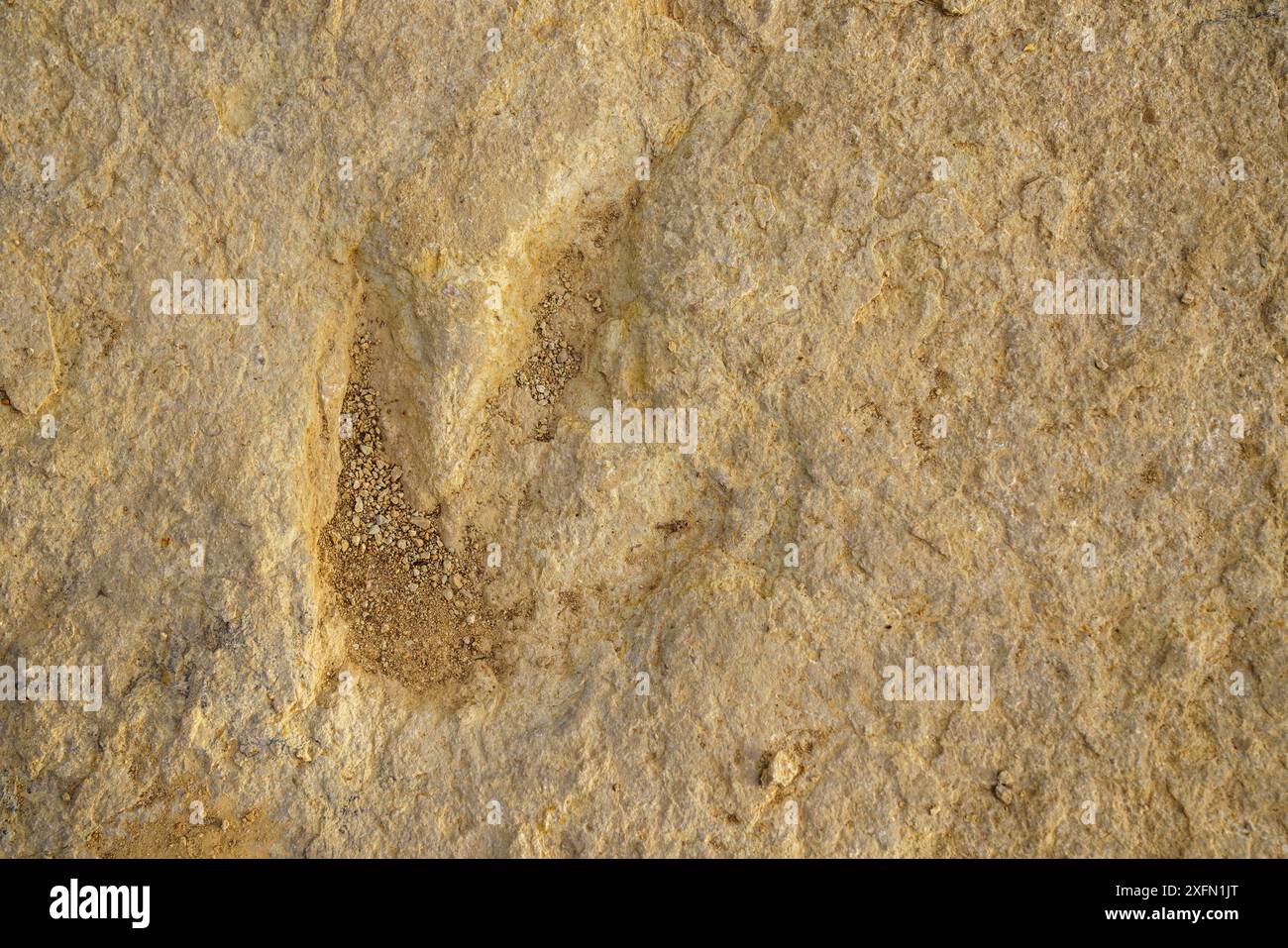 Nahaufnahme einer Fossilienspur oder Ichnit, Tridactyl-Fußabdruck, der auf dem Felsen versteinert ist Stockfoto