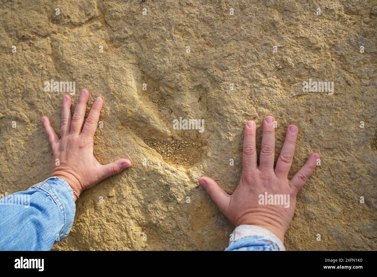 Vergleich zwischen einer menschlichen Hand und einer Fossilienspur oder Ichnit, Tridactyl-Fußabdruck, der auf dem Felsen fossiliert ist Stockfoto