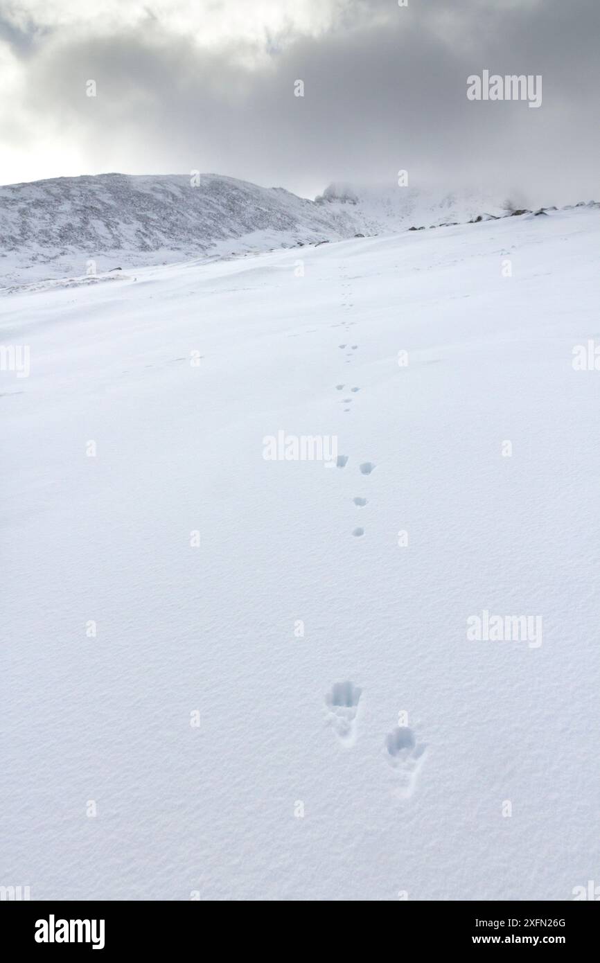 Berghase (Lepus timidus) Fußspuren im Schnee mit Bergen im Hintergrund, Cairngorms National Park, Schottland, Großbritannien, März 2017. Stockfoto