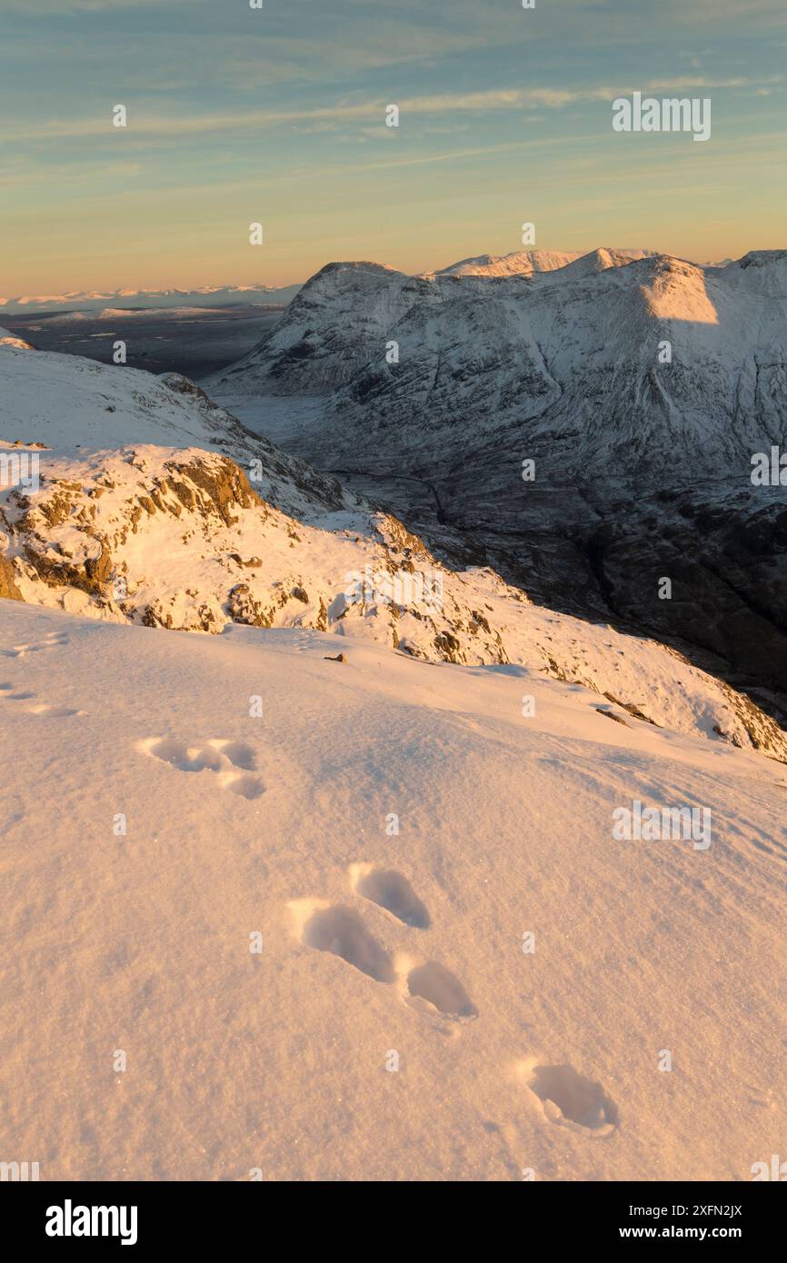 Hasenwanderwege im Schnee am Bodach, mit Blick nach Südosten nach Stob nan Cabar und Buachaille Etive Beag, Glen Coe, Lochaber, Schottland, Großbritannien, November Stockfoto