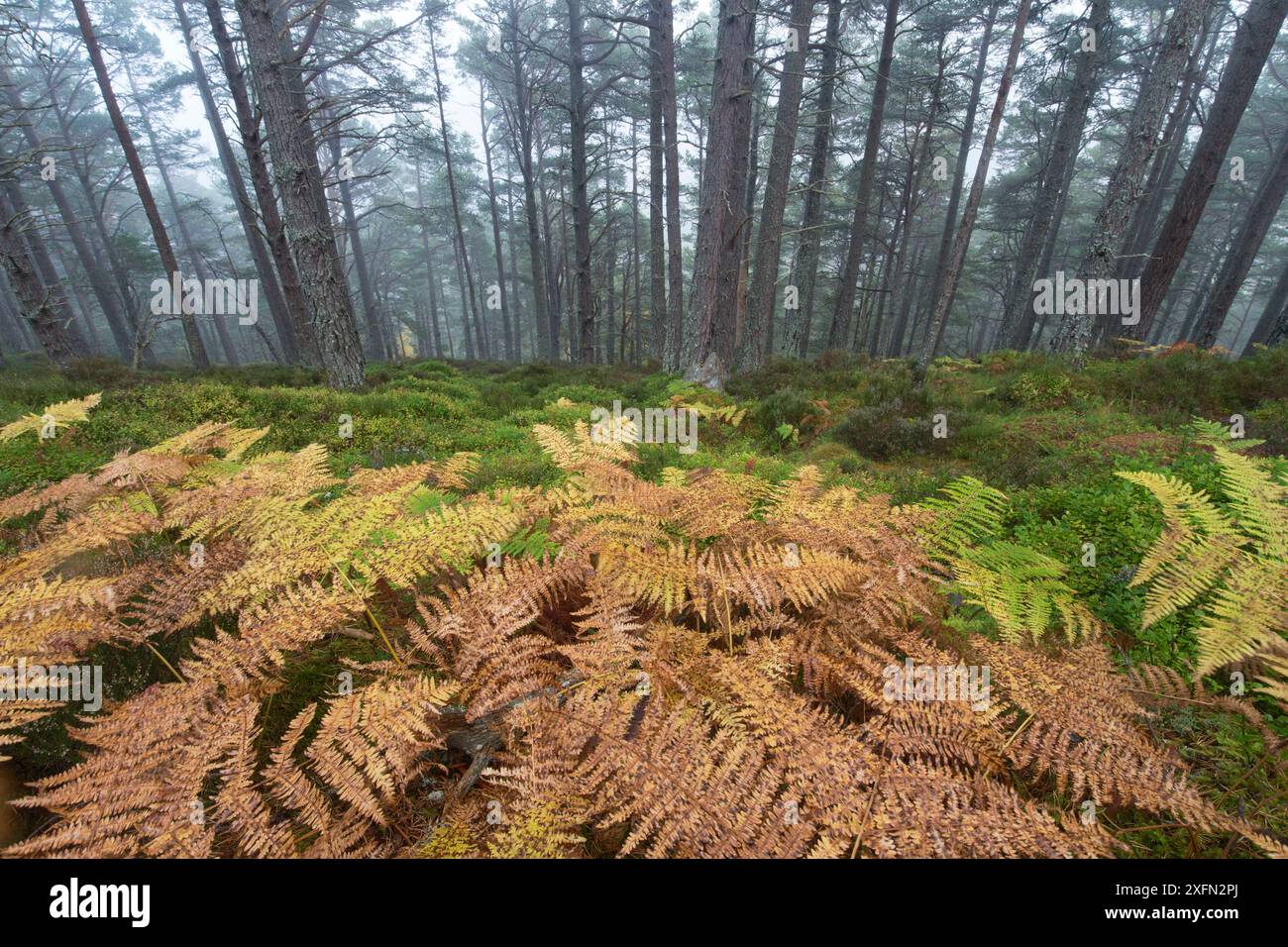 Kiefernwald (Pinus sylvestris) mit Bracken (Pteridium aquilinum) Bodenflora im Herbst, Glenfeshie, Cairngorms National Park, Schottland, Vereinigtes Königreich, Oktober. Stockfoto