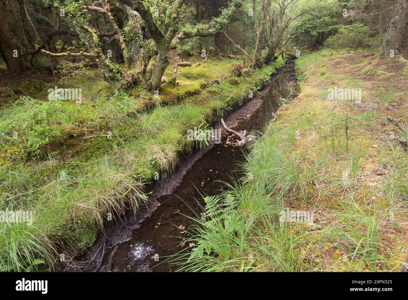 Graben durch Wälder, die von eurasischen Bibern (Castor Fiber) gegraben wurden, Knapdale Forest, Argyll, Schottland, Vereinigtes Königreich, Juni 2016. Stockfoto