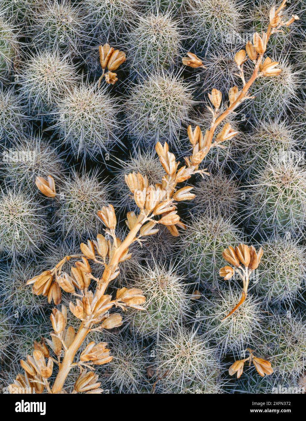 Claret Cup Cactus (Echinocereus triglochidiatus) und gefallene Agave (Agave utahesis) Blumen, Grand Canyon-Parashant National Monument, Arizona, USA. Stockfoto