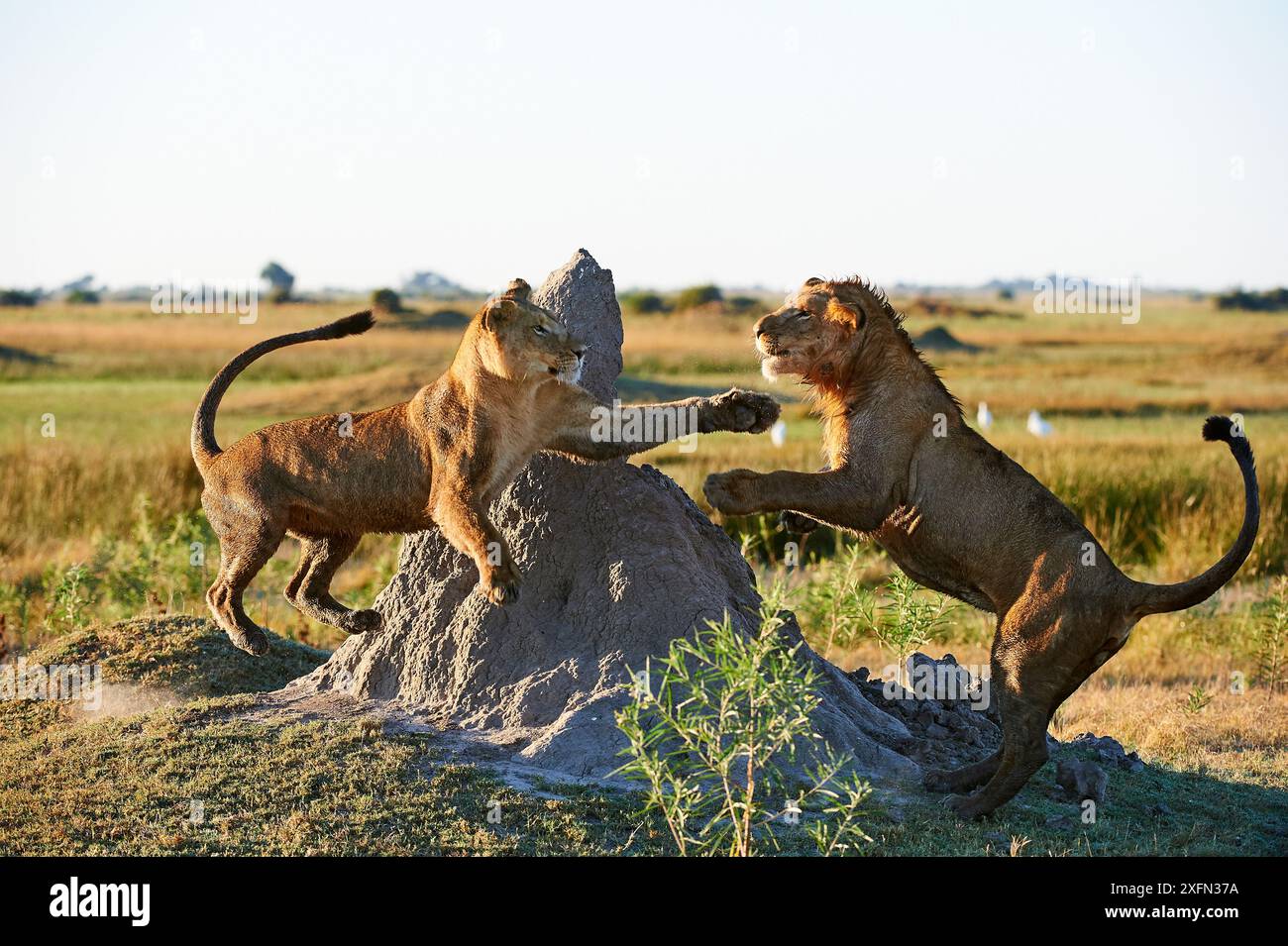 Afrikanische Löwin (Panthera leo) spielt mit ihrem jungen Jungen im Alter von 2 Jahren in der Duba Plains Concession. Okavango Delta, Botswana Stockfoto