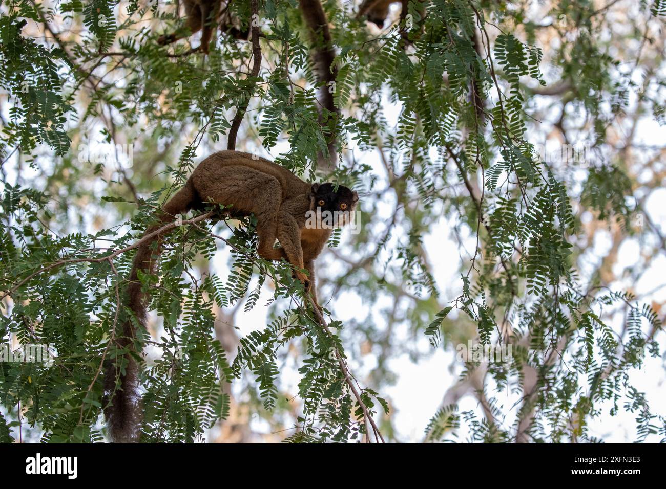 Gemeiner Braunlemur (Eulemur fulvus) in Baum, Anjajavy Private Reserve, Nordwesten Madagaskars. Stockfoto