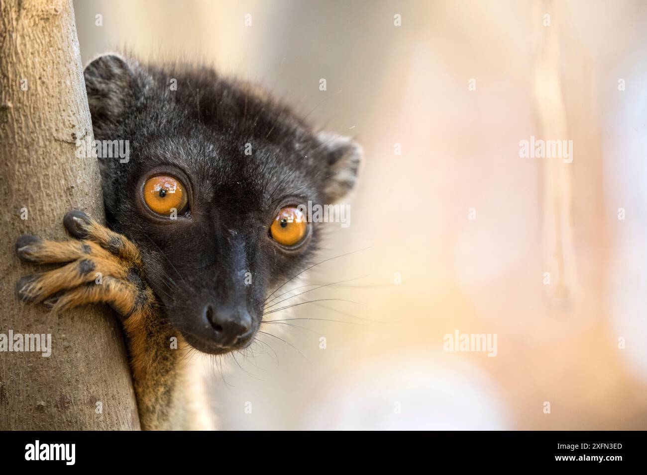 Eulemur fulvus Porträt, Anjajavy Private Reserve, Nordwesten Madagaskars. Stockfoto