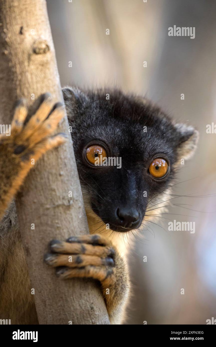 Eulemur fulvus Porträt, Anjajavy Private Reserve, Nordwesten Madagaskars. Stockfoto