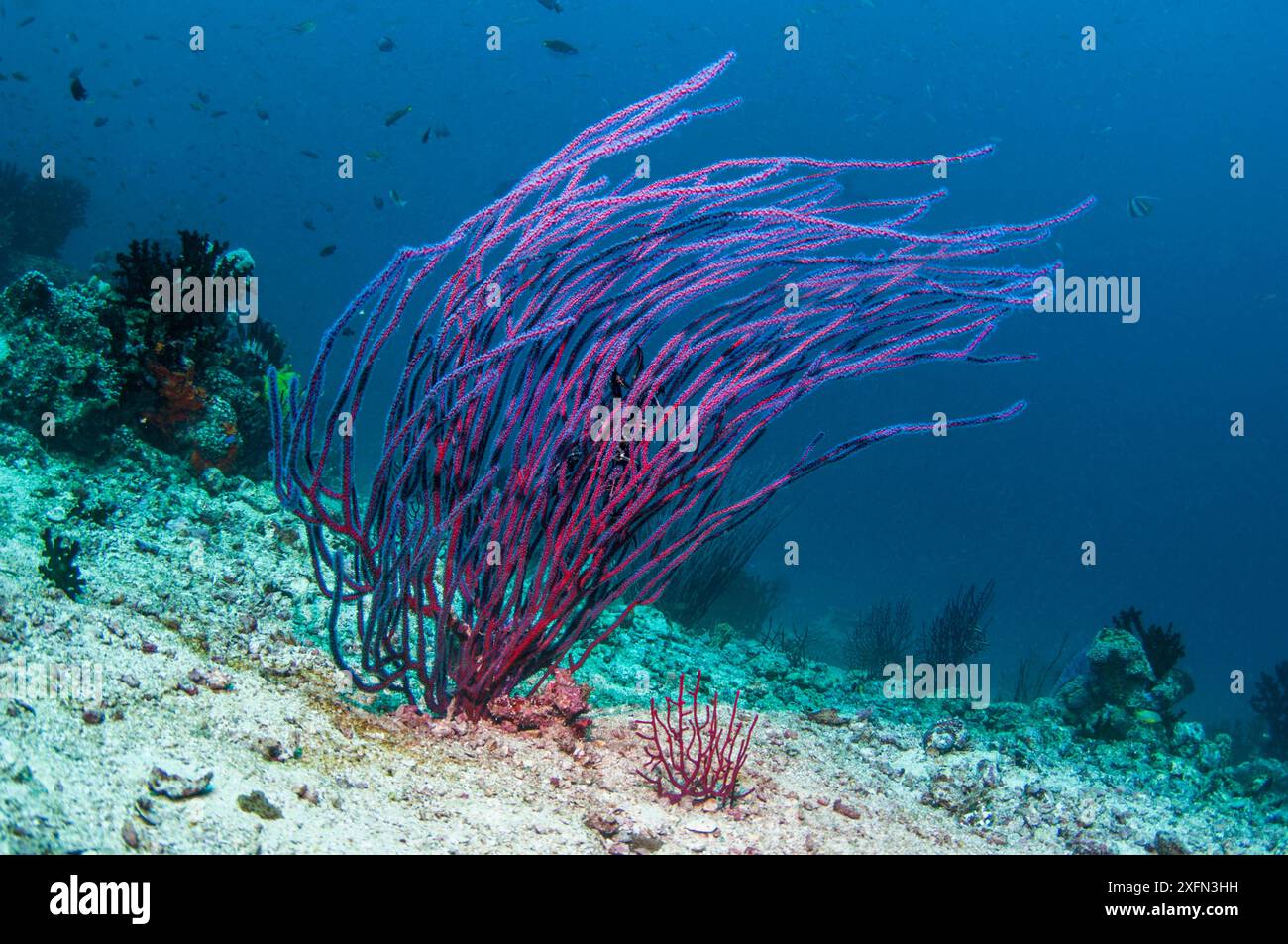 Gorgonien / Meerpeitschenkorallen (Ellisella ceratophyta), West Papua, Indonesien. Stockfoto