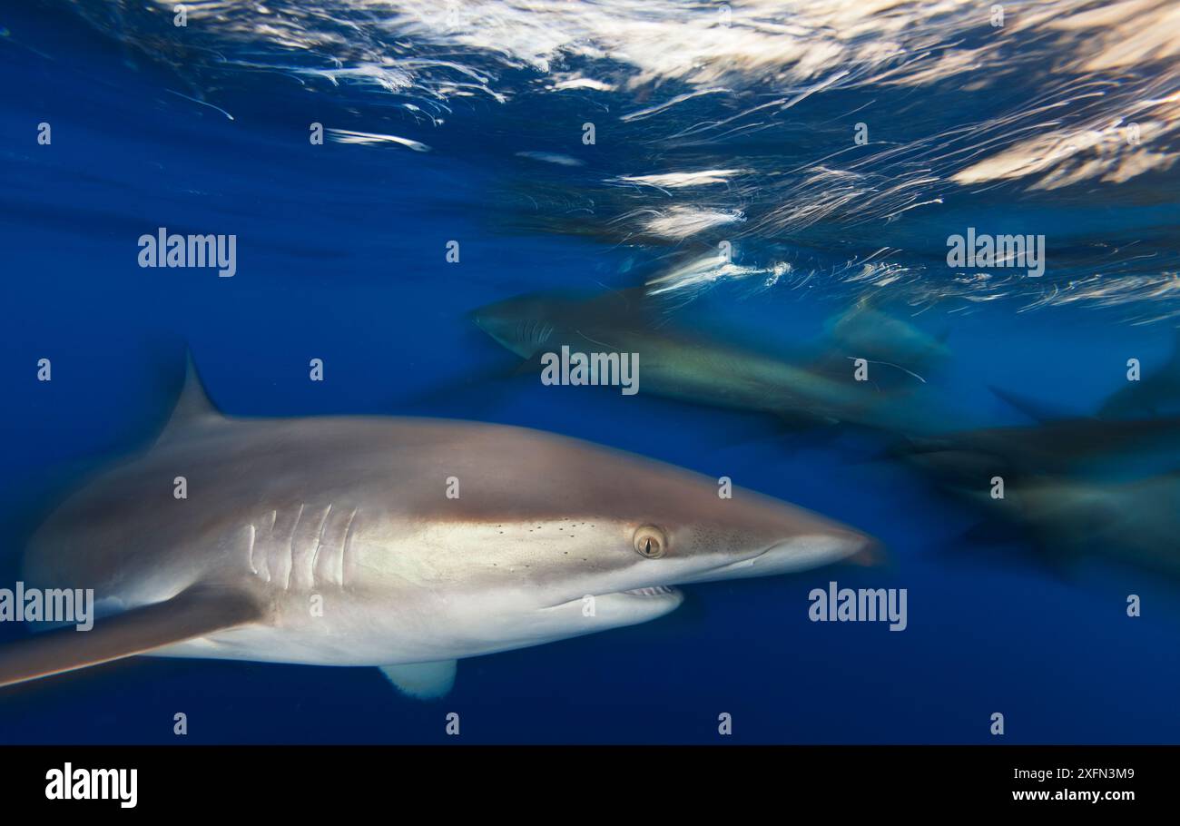Seidenhai (Carcharhinus falciformis), IUCN nahe bedroht, Insel Socorro, Biosphärenreservat Revillagigedo Archipel (Socorro-Inseln), Pazifik, Westmexiko, März Stockfoto