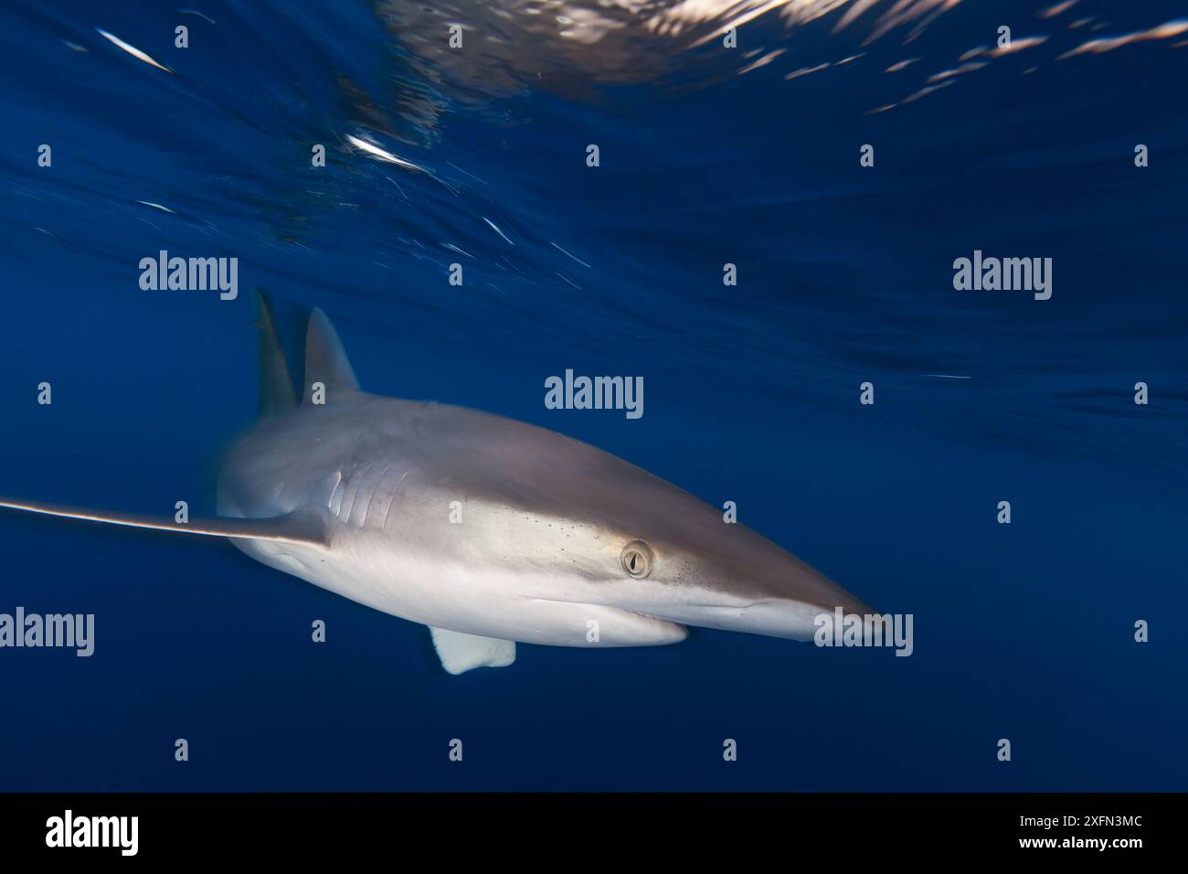 Seidenhai (Carcharhinus falciformis), IUCN nahe bedroht, Insel Socorro, Biosphärenreservat Revillagigedo Archipel (Socorro-Inseln), Pazifik, Westmexiko, März Stockfoto
