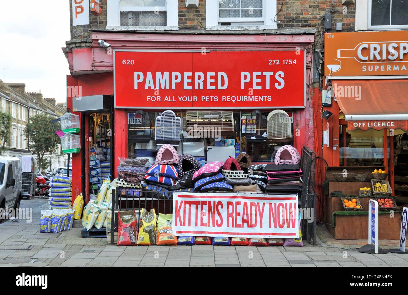 Pampered Pets PET Shop, mit - Kittens Ready Now - Schild, Holloway Road, London Borough of Islington, England, UK, August. Stockfoto