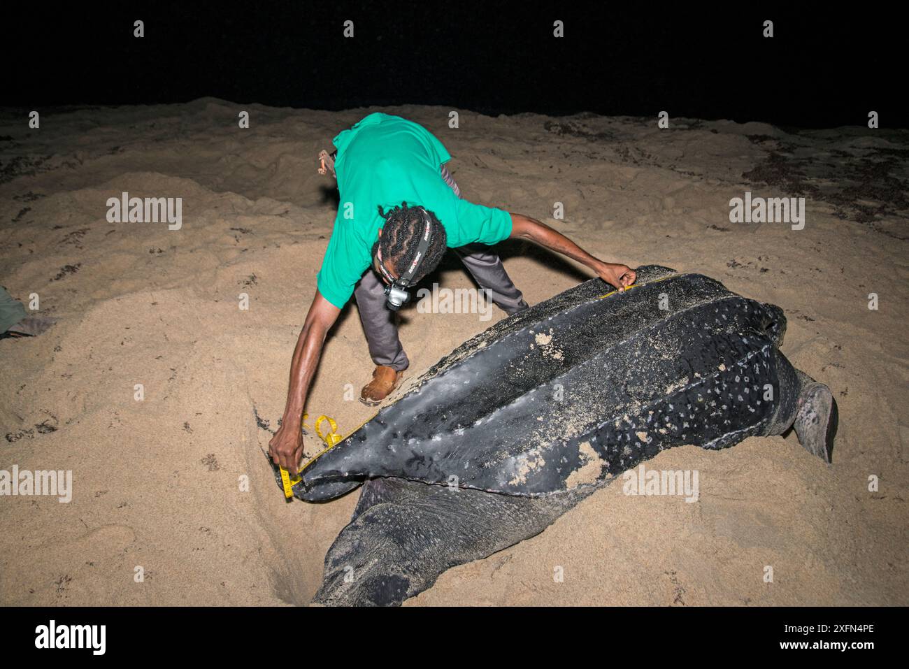 Der Mensch misst Lederschildkröte (Dermochelys coriacea) während der wissenschaftlichen Forschung, Trinidad. Stockfoto