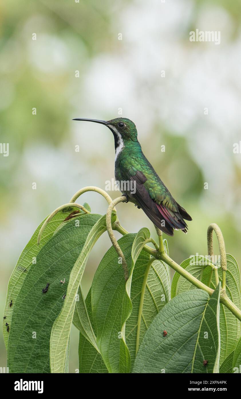 Schwarzkehlmango (Anthracocorax nigricollis nigricollis) Trinidad, April. Stockfoto