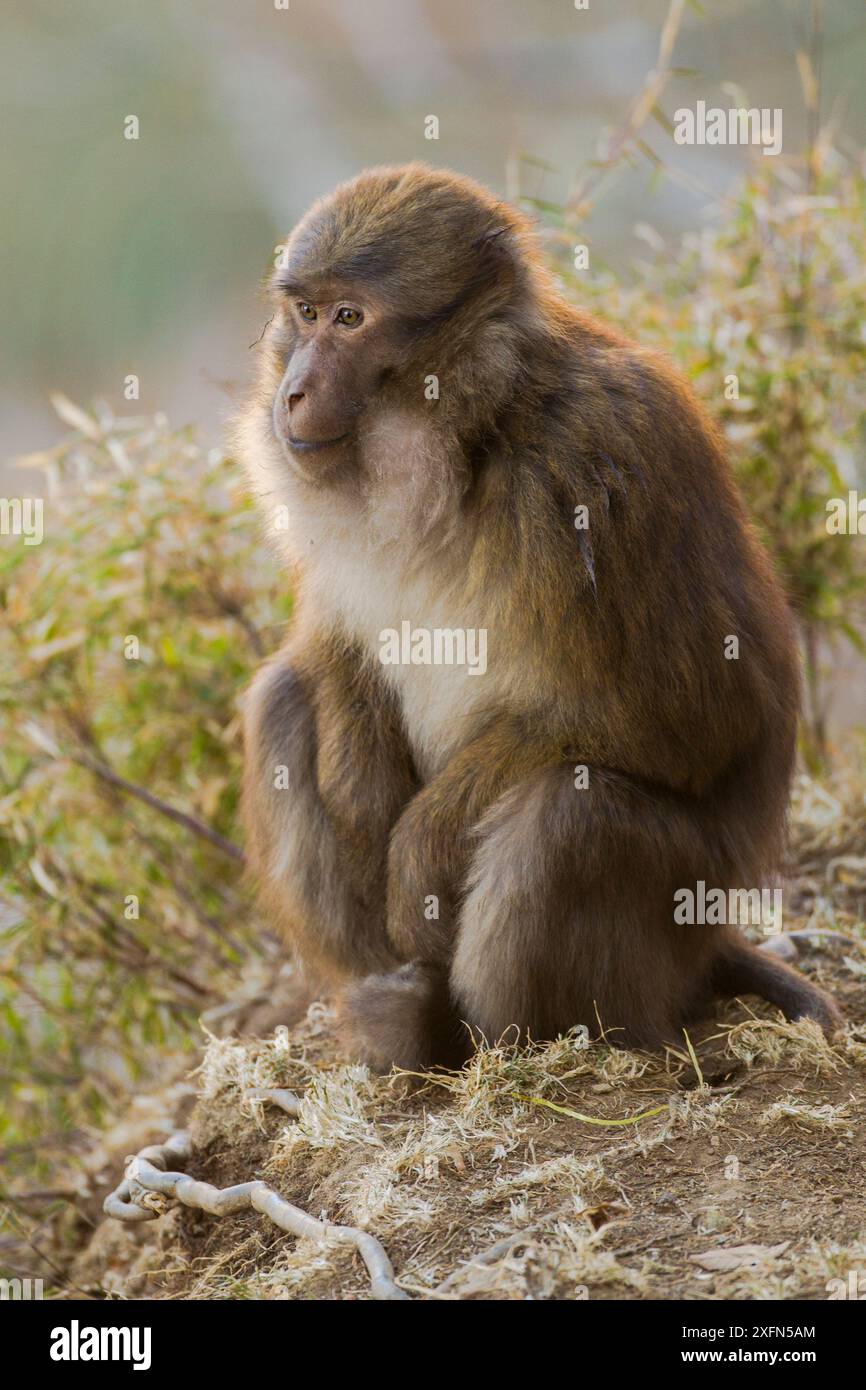 Arunachal Macaque (Macaca munzala) Arunchal Pradesh, Himalaya, Indien. Stockfoto