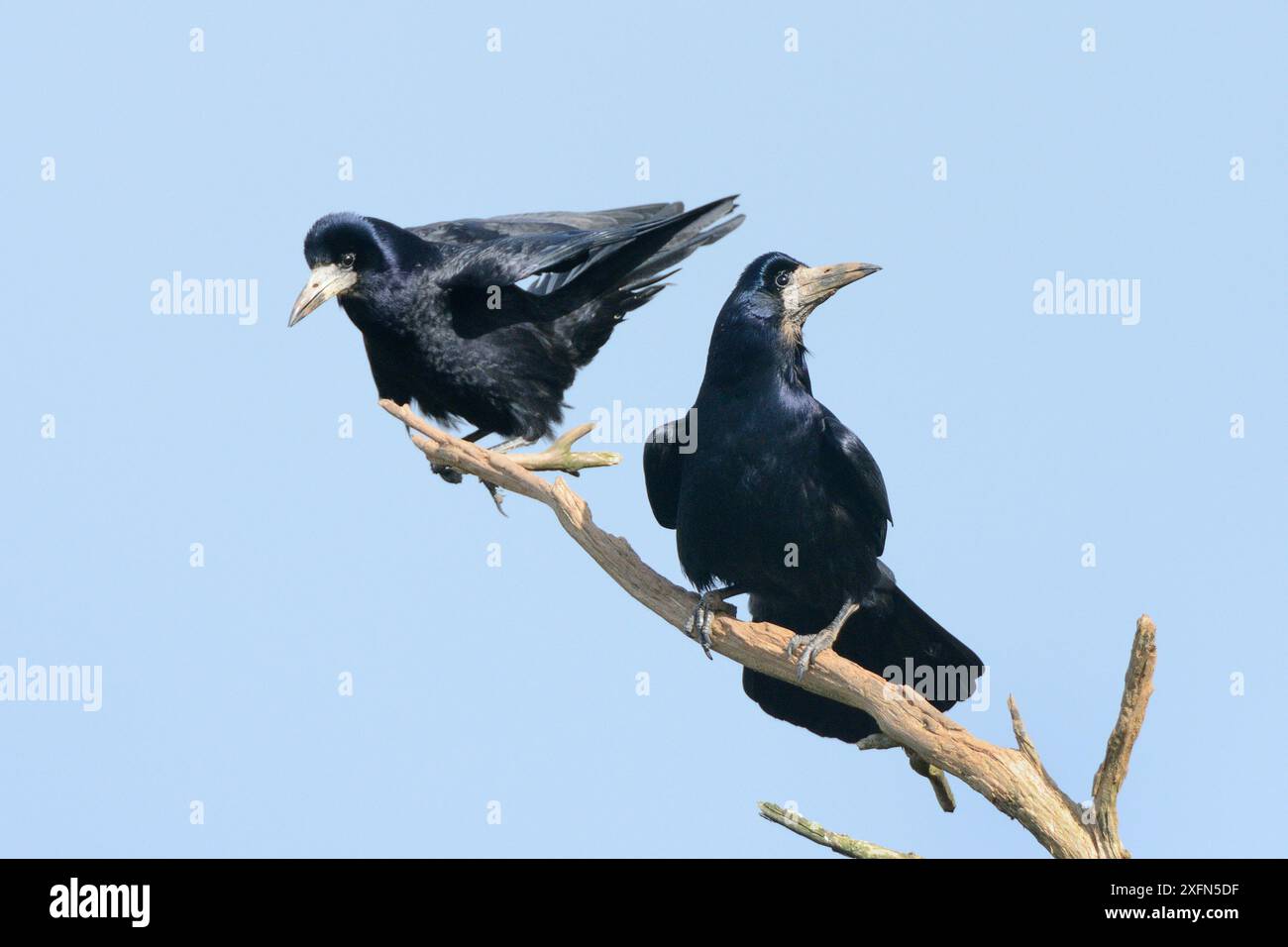 Ein Turmpaar (Corvus frugilegus) sitzt auf einem toten Ast in der Nähe ihres Baumkastens in Cornwall, Großbritannien, April. Stockfoto