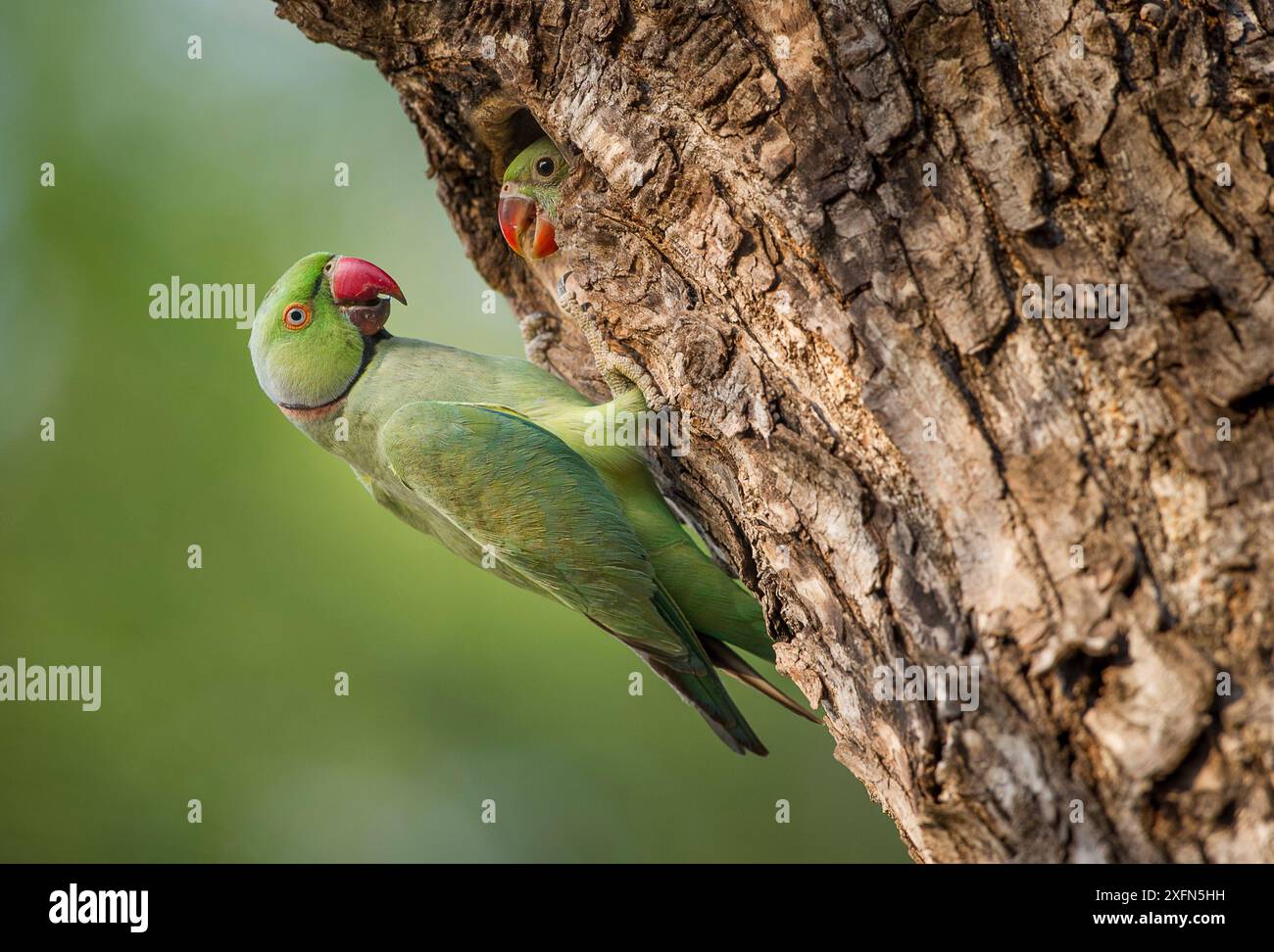 Ringhals-Sittich (Psittacula krameri) mit Küken am Rand des Nestlochs. Satpura Nationalpark, Madhya Pradesh, Indien Stockfoto