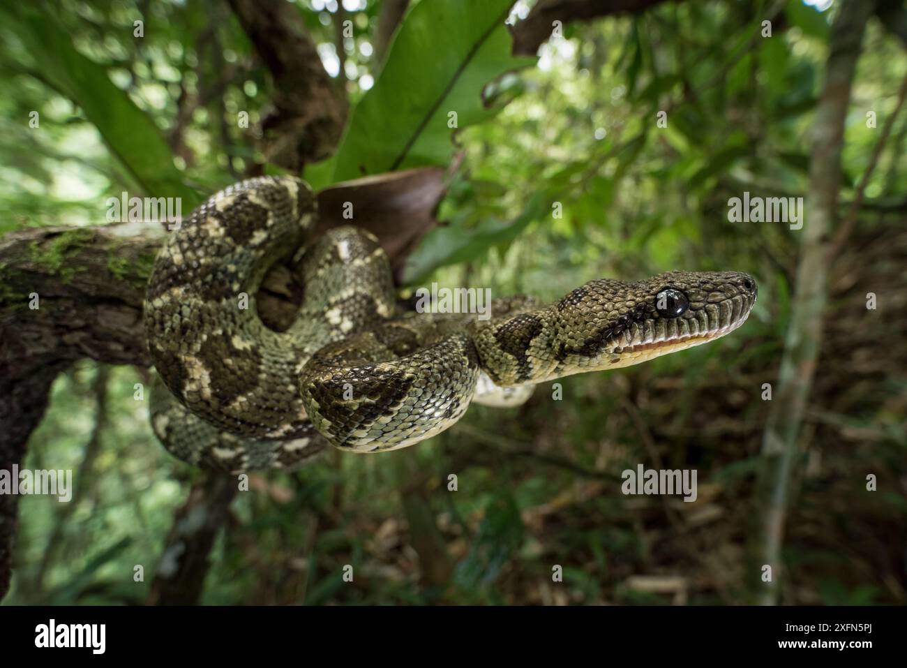 Madagaskar Tree Boa (Sanzinia madagascariensis) in Walduntergeschoss gewickelt. Montaner Regenwald, Marojejy Nationalpark, Nordosten Madagaskars. Stockfoto