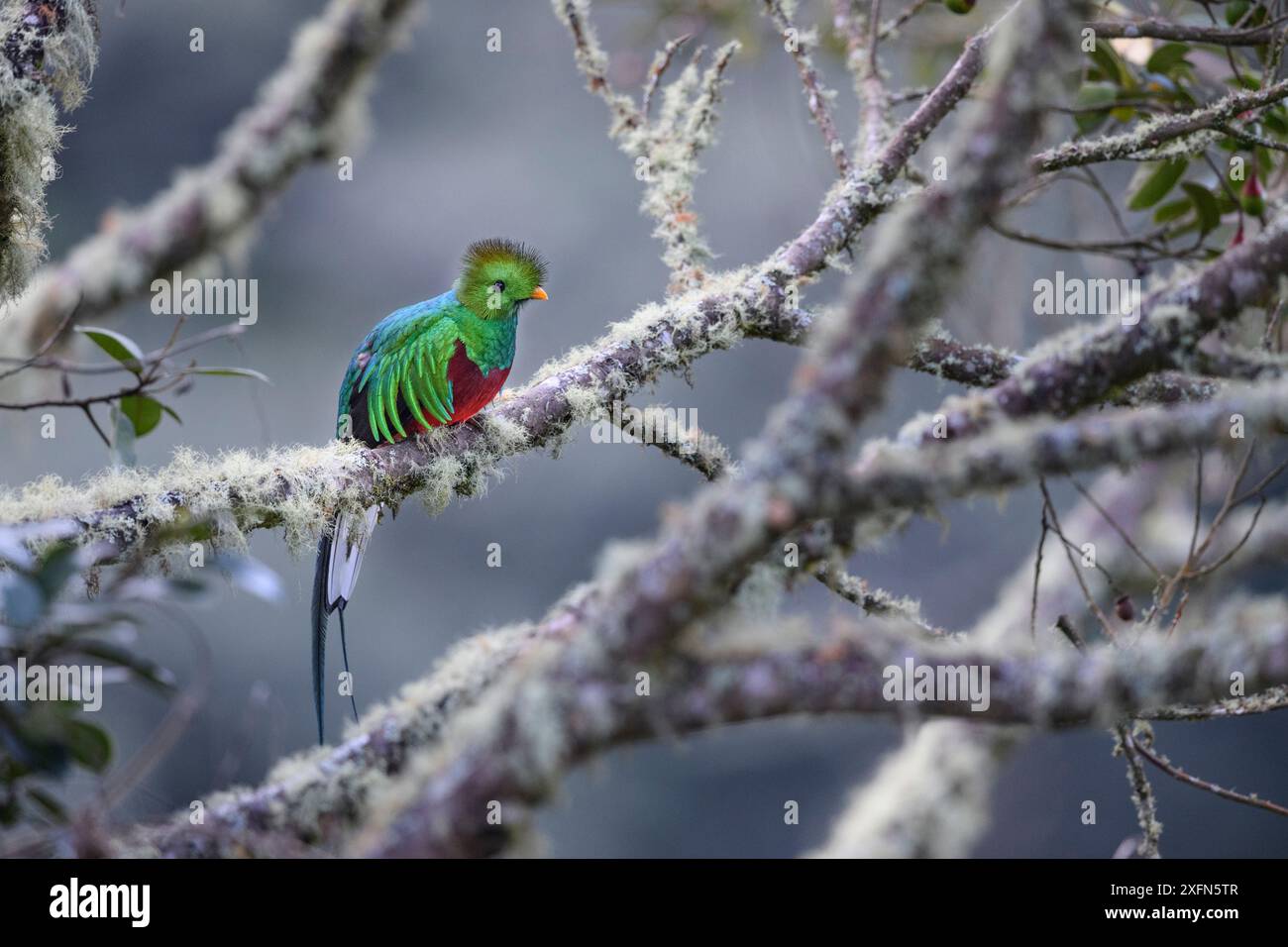 Männliches Glanzquetzal (Pharomachrus mocinno) im Nebelwald. Los Quetzales National Park, Savegre River Valley, Talamanca Range, Costa Rica, Mittelamerika. Stockfoto