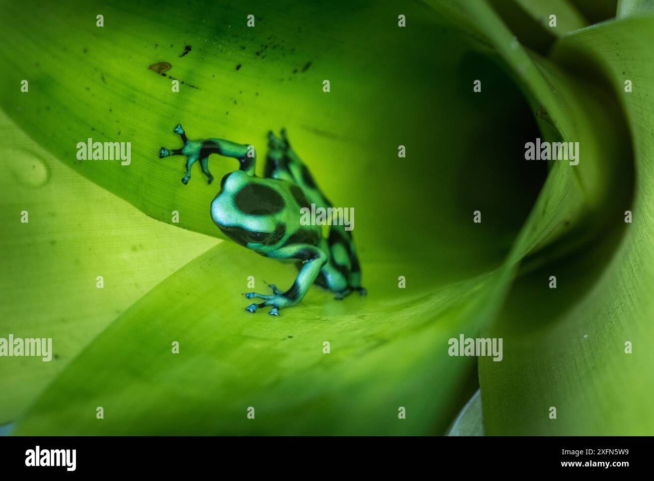 Grün-schwarzer Giftfrösch (Dendrobates auratus) in der Bromiliade, wo er brütet. Boca Tapada, Karibikhang, Costa Rica, Mittelamerika. Stockfoto