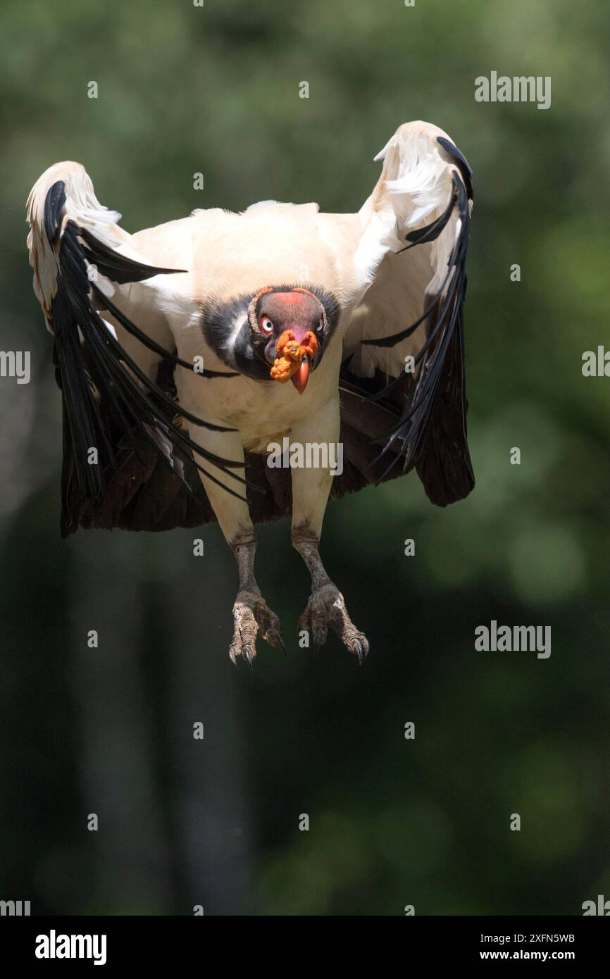 Erwachsener Königsgeier (Sarcoramphus Papa) im Flug. Laguna del Lagarto, Boca Tapada, Karibikhang, Costa Rica, Mittelamerika. Stockfoto