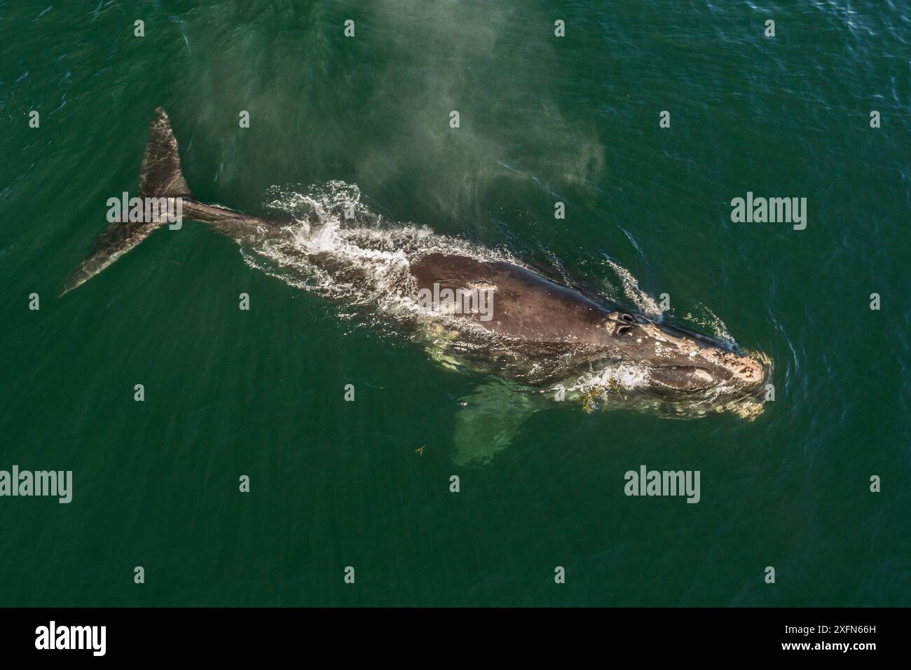 Luftaufnahme eines Nordatlantischen Glattwals (Eubalaena glazialis), Bay of Fundy, Kanada, September Stockfoto