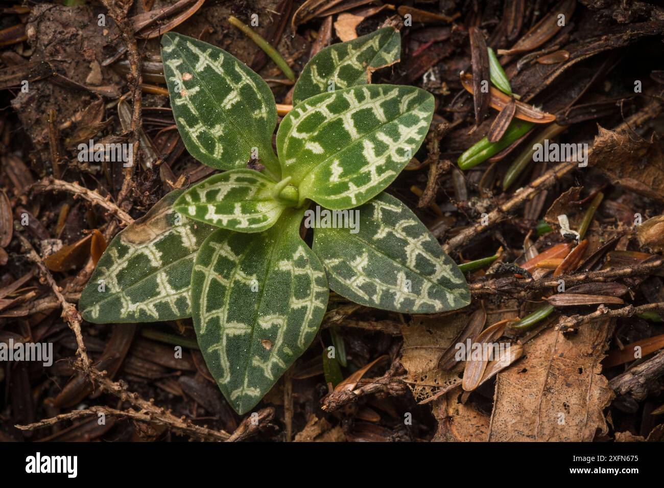 Zwergklapperschlange Bantain (Goodyera repens) New Brunswick, Kanada, Mai. Stockfoto